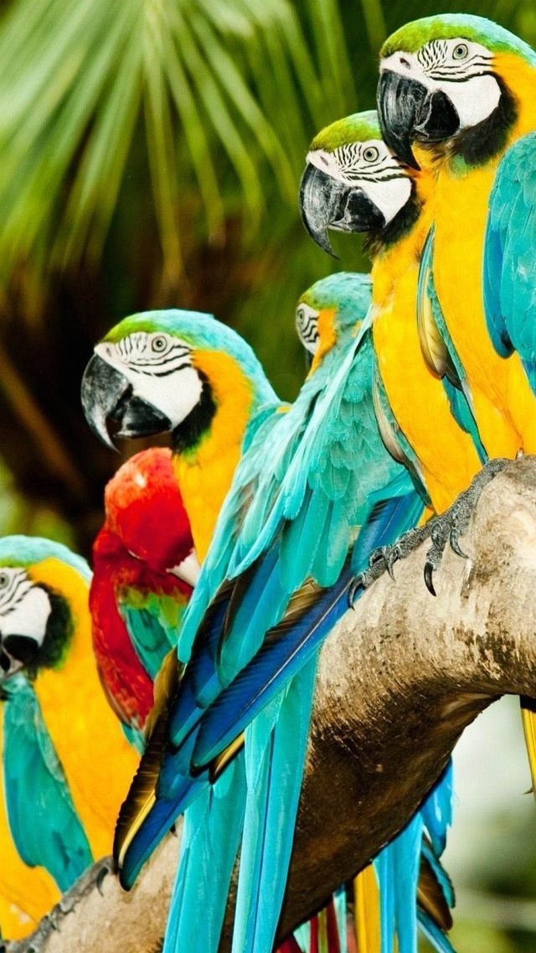 Ara, Pappagalli, Ara gialloblu, Tropicale, Full HD, sfondo per smartphone