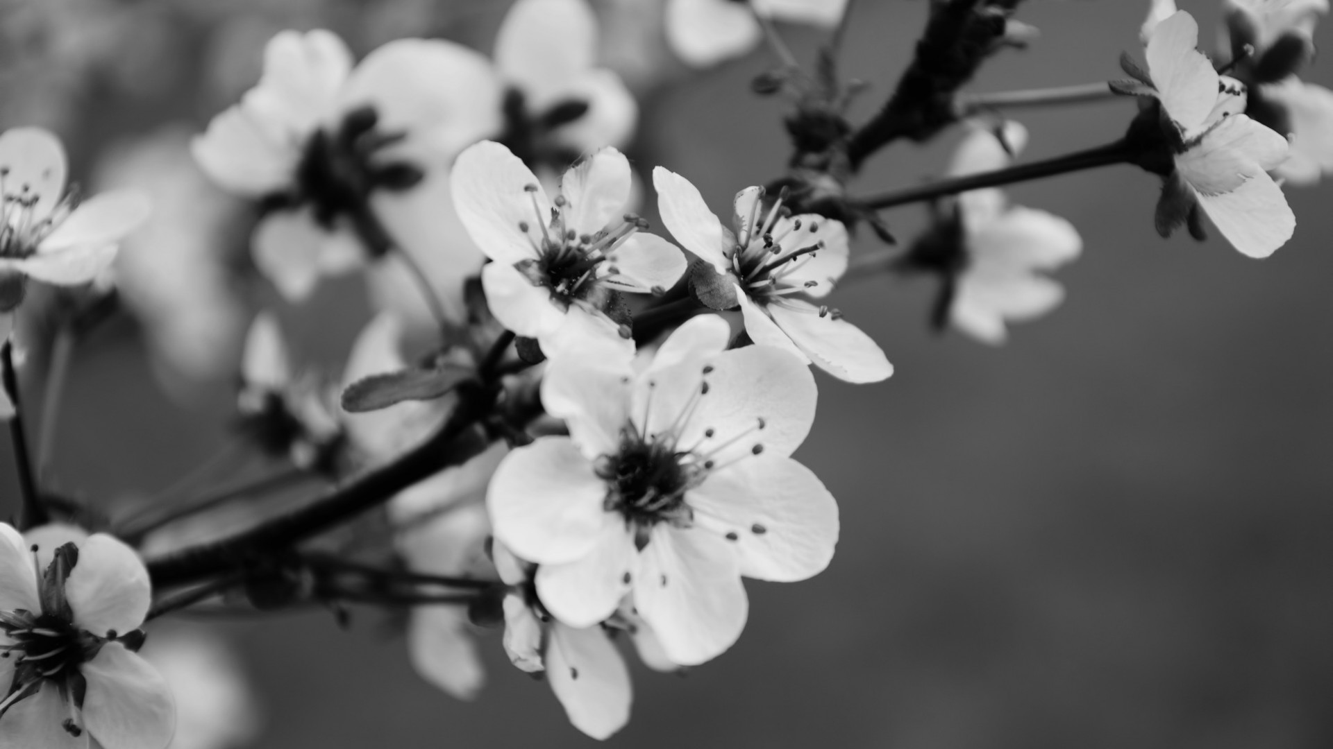 Fiori di ciliegio, Rami, Bianco e nero, Full HD, sfondo desktop
