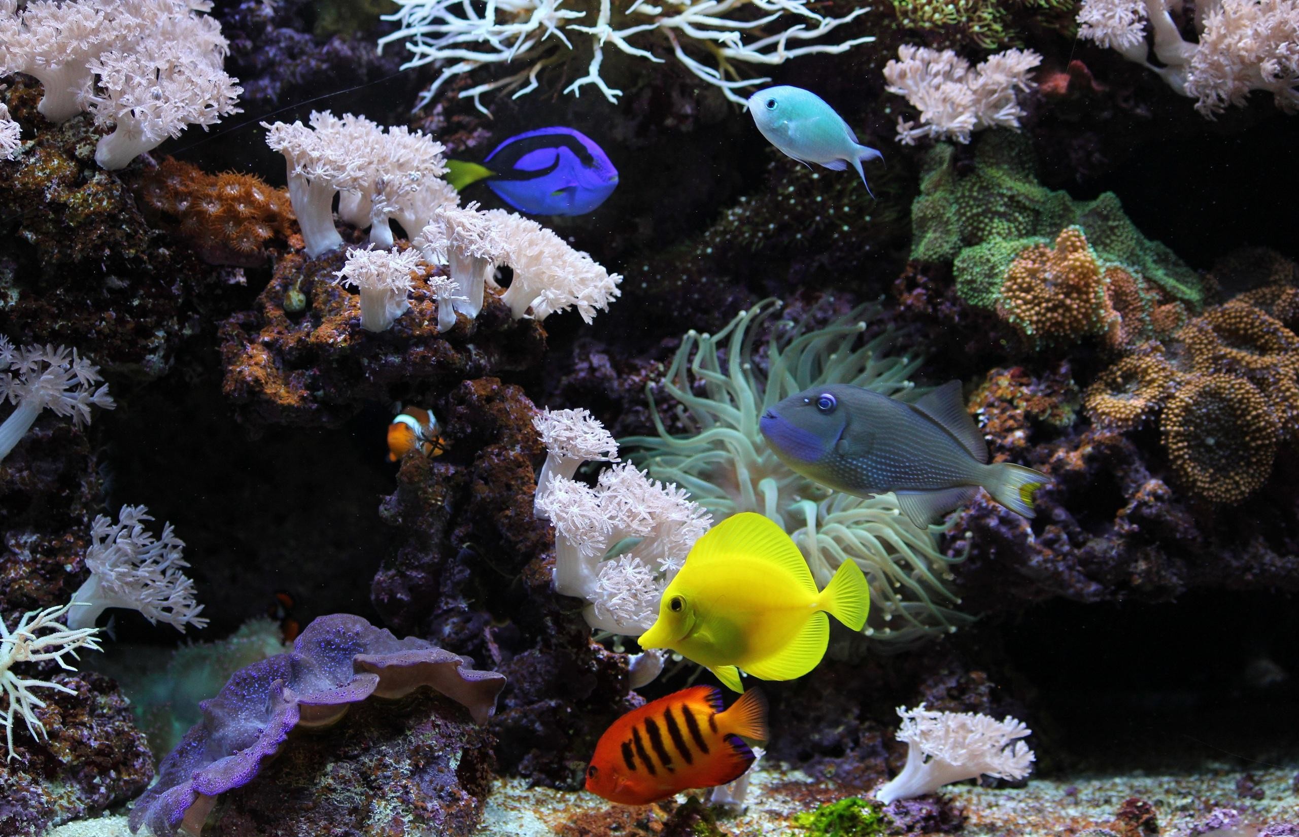 Pesce chirurgo giallo, Pesce chirurgo blu, Coralli, Acquario marino, wallpaper Windows 11