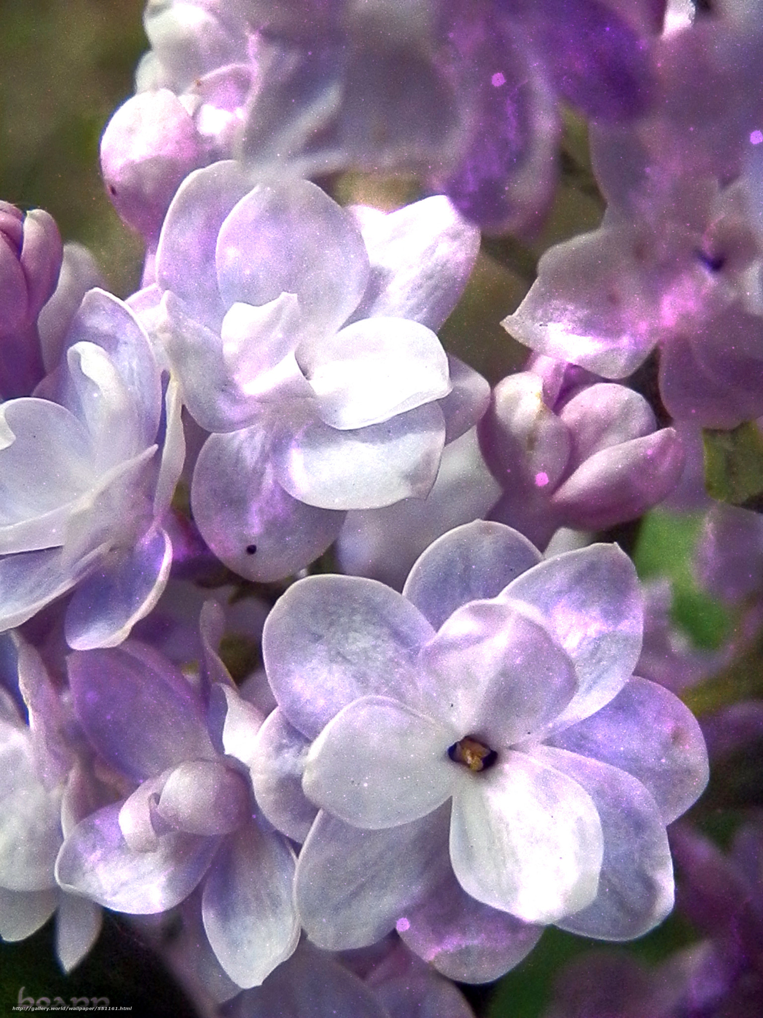 Lillà, Fiori viola, Macro, sfondo desktop