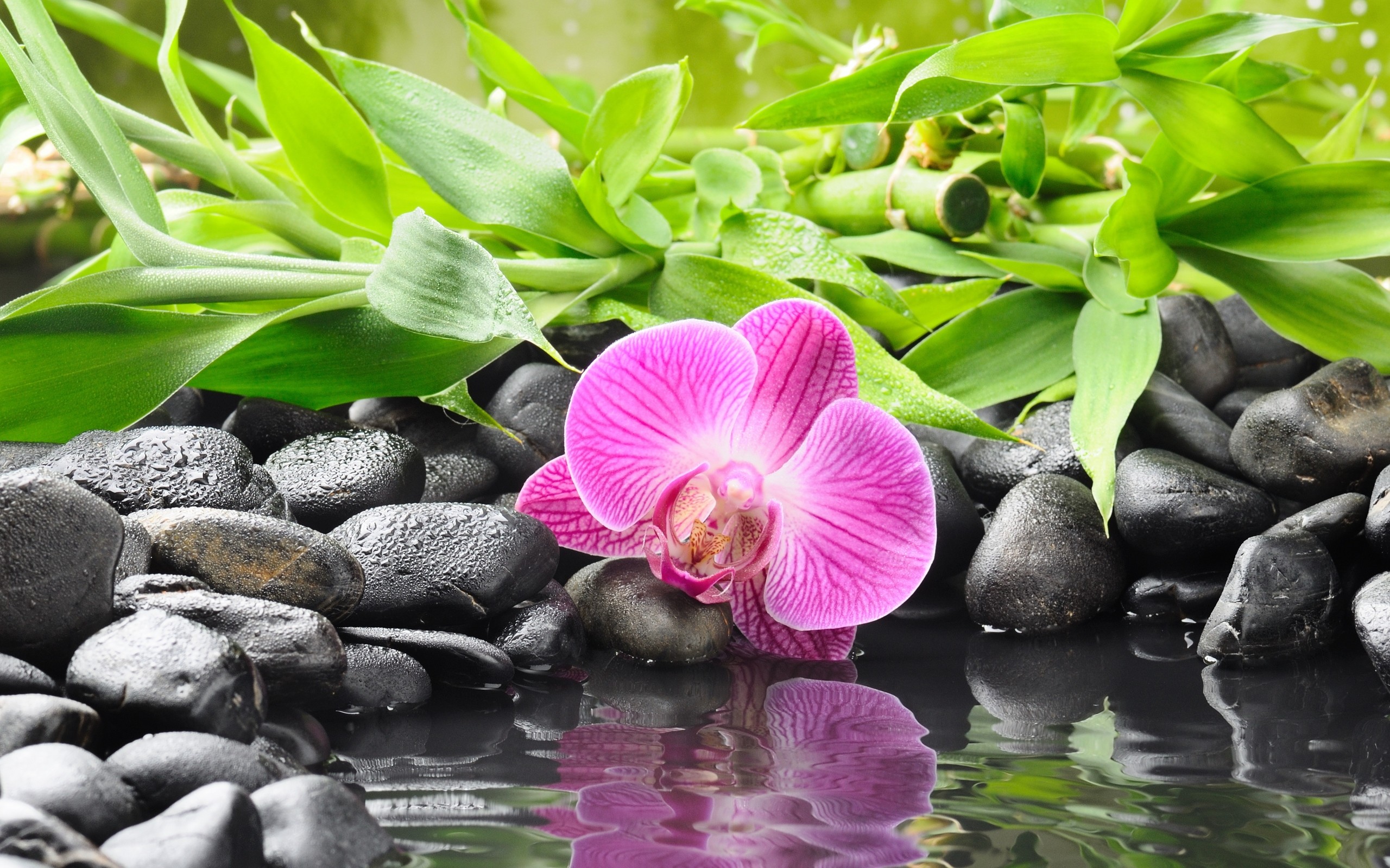 Orchidea, Bambù, Pietre nere, Acqua, Riflesso, 16:10 2K, sfondo widescreen