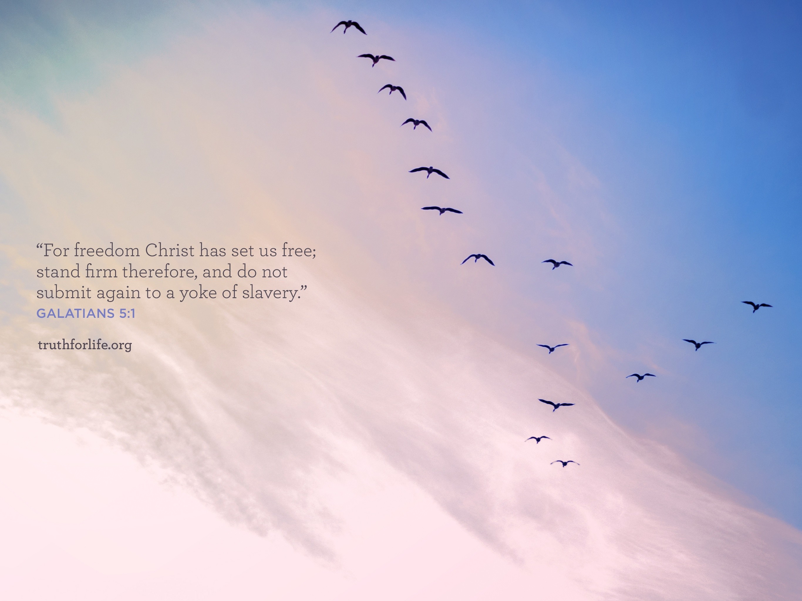 Galati 5:1, Citazione biblica, Uccelli in volo, Cielo rosa, Libertà, schermata di blocco iPad