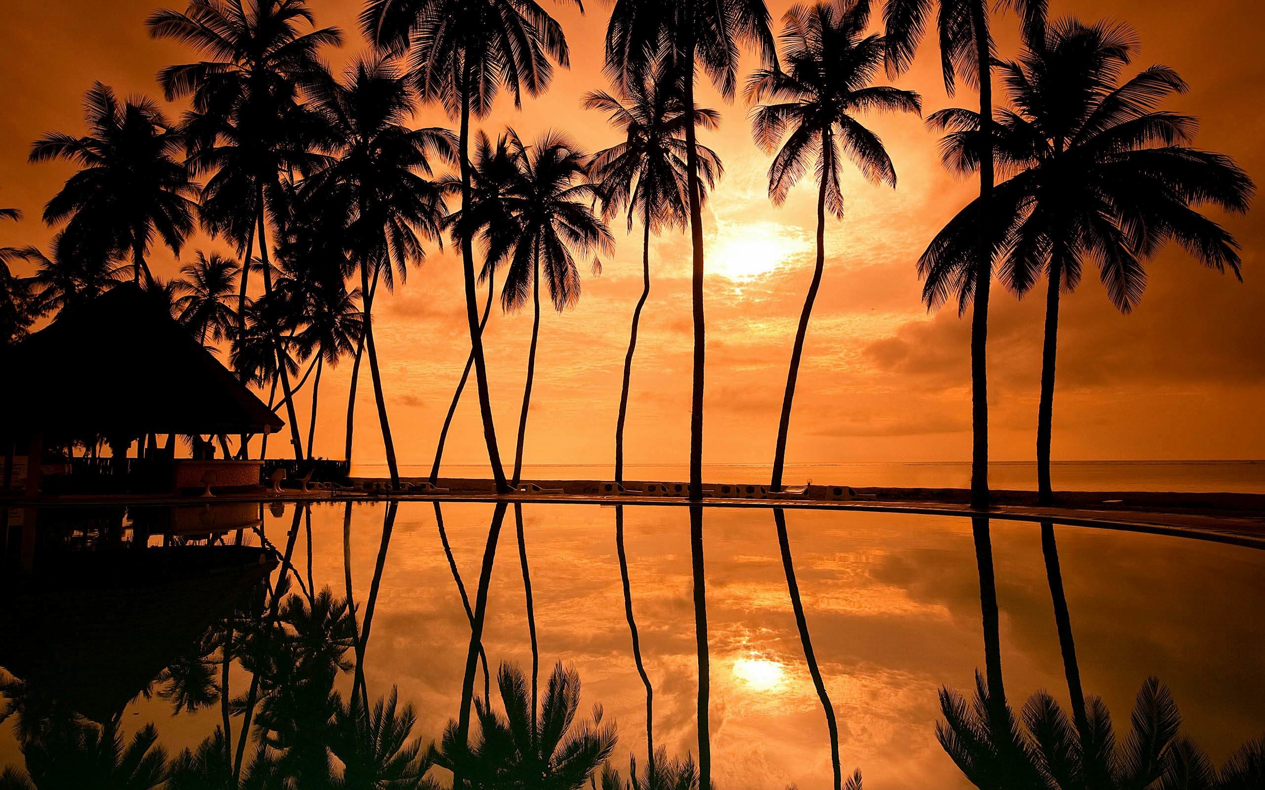 Palme, Tramonto, Riflesso, Tropicale, Arancione, 2560x1600, immagine di sfondo