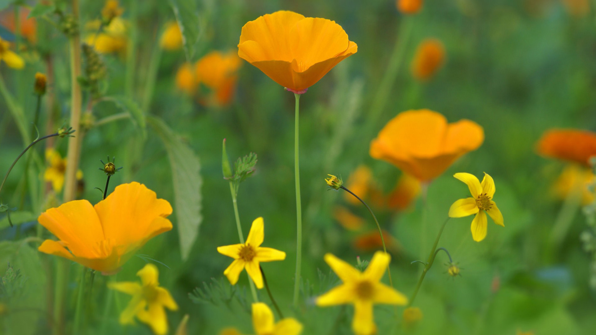 Papaveri della California, Fiori gialli, Prato, Arancione, 1920x1080, sfondo per PC