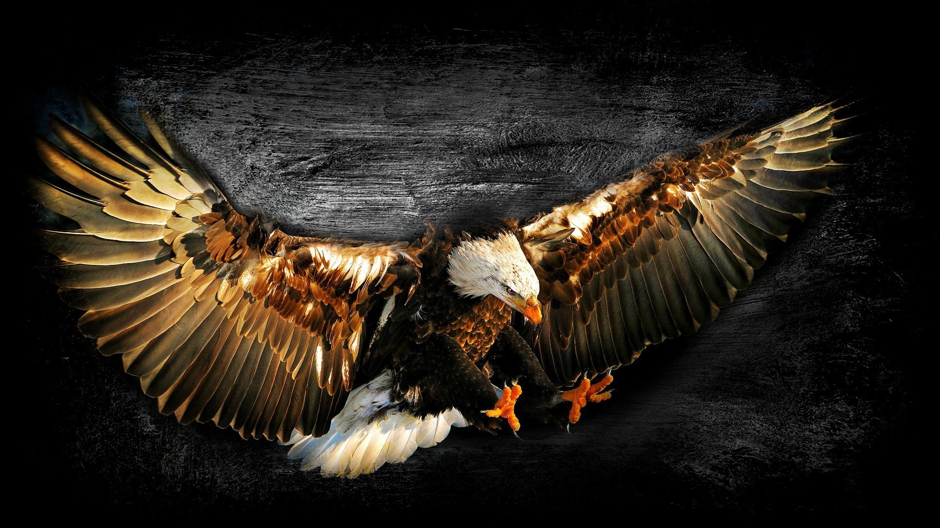 Aquila calva, Ali spiegate, Sfondo scuro, 16:9 Full HD, wallpaper widescreen