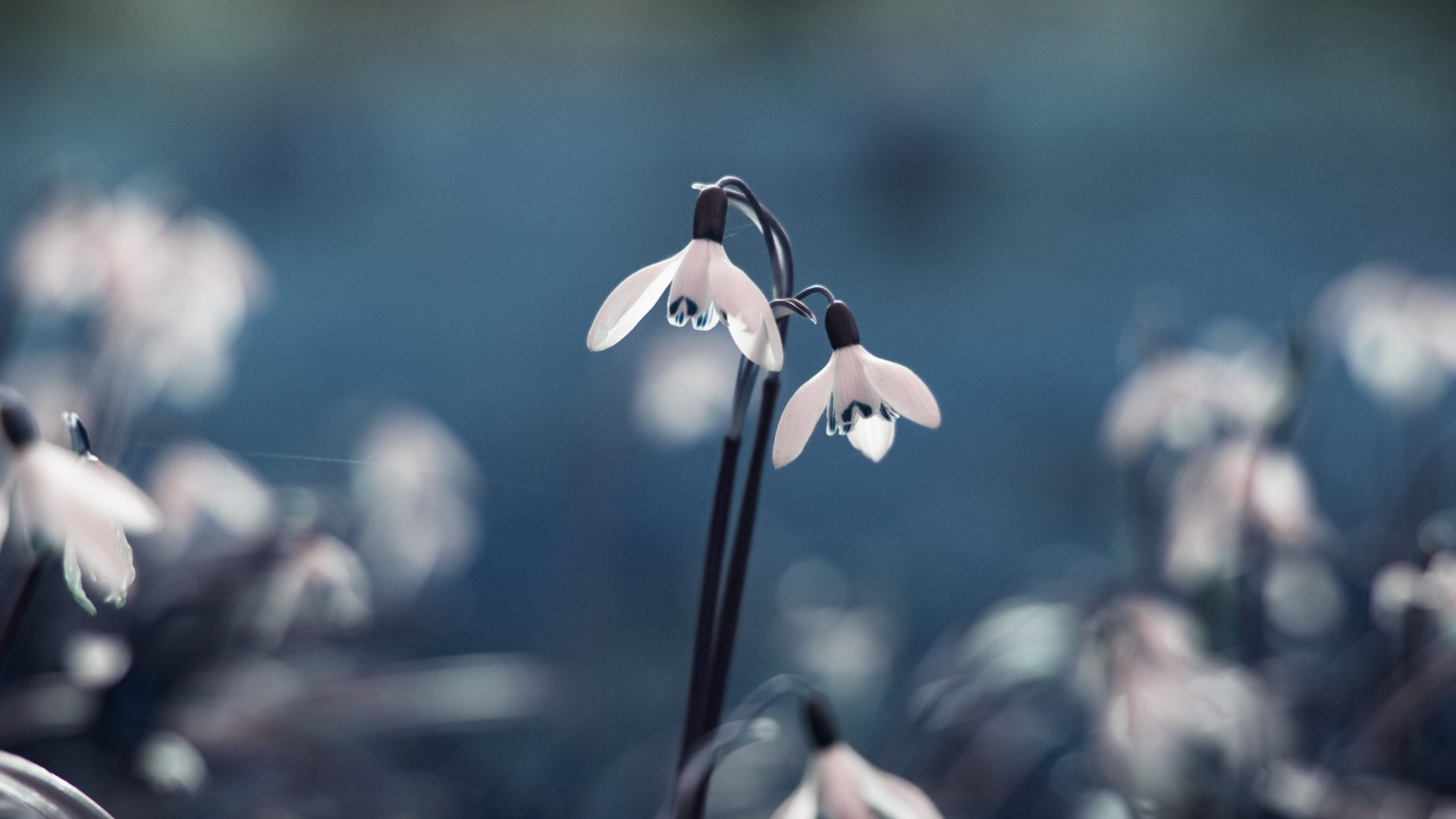 Bucaneve, Fiori bianchi, Bokeh, Primavera, Full HD, wallpaper per PC
