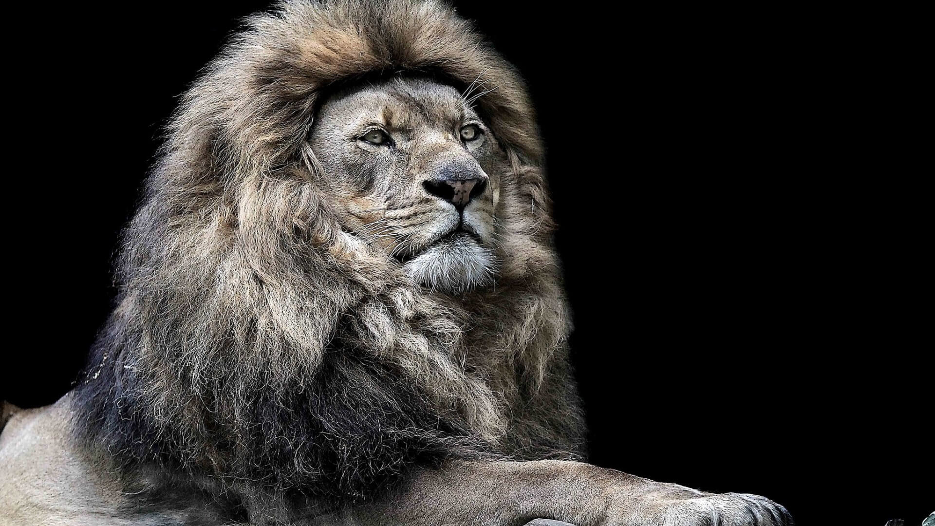 Leone, Criniera, Sfondo nero, Ritratto, 16:9 Full HD, wallpaper widescreen