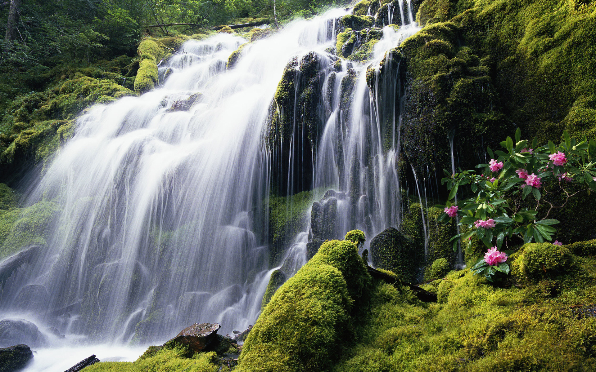 Cascata, Muschio, Fiori, wallpaper Windows