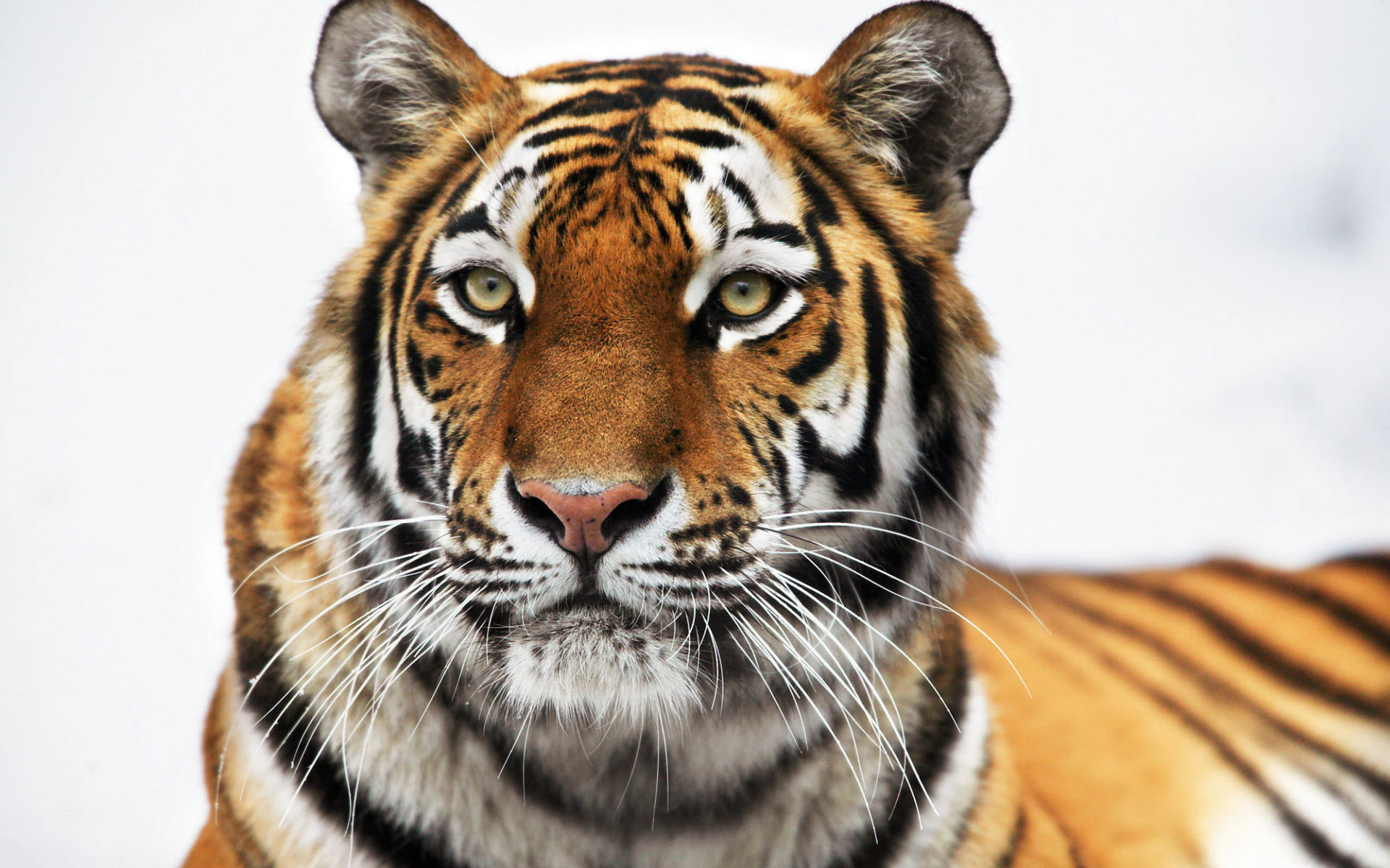 Tigre siberiana, Muso, Sfondo bianco, Full HD, wallpaper per computer