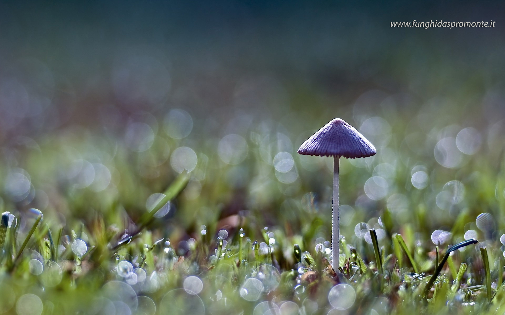 Fungo, Rugiada, Prato, Macro, Bokeh, 1920x1200, immagine di sfondo