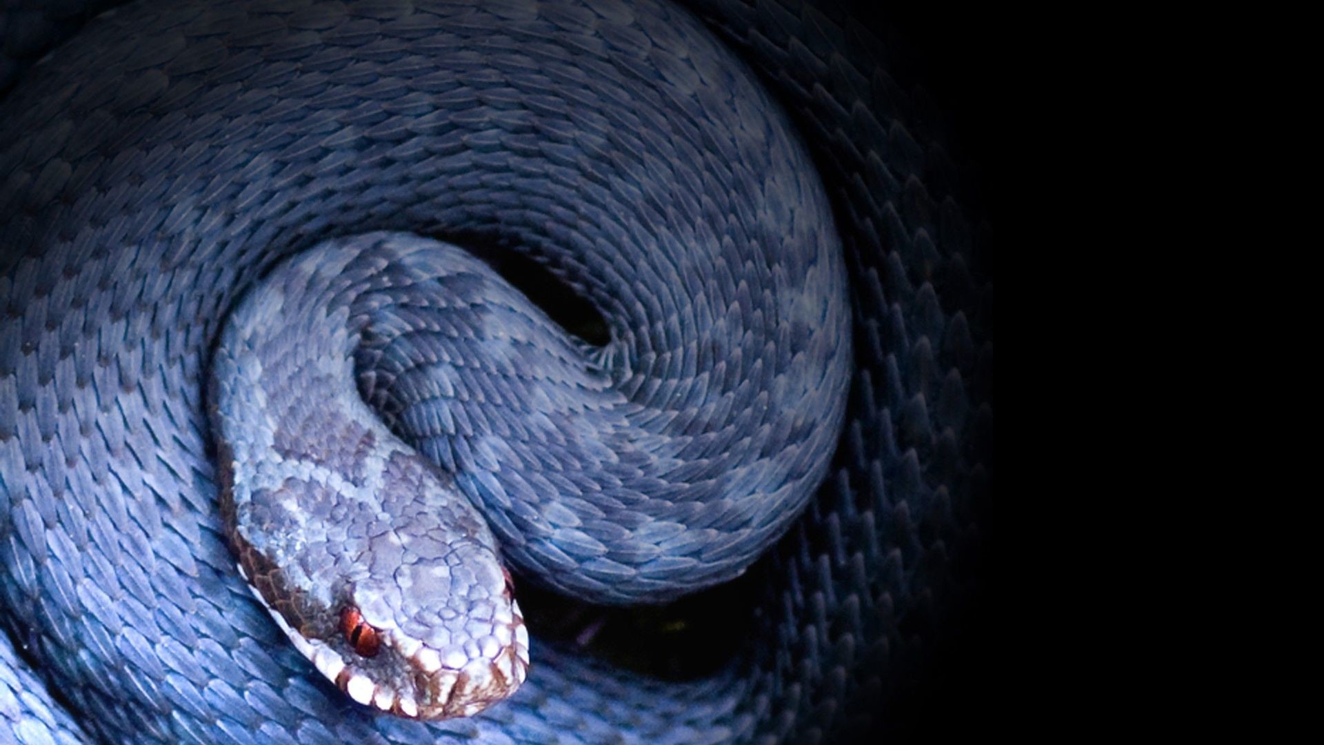 Vipera blu, Spire, Squame, Sfondo scuro, Full HD, wallpaper per portatile
