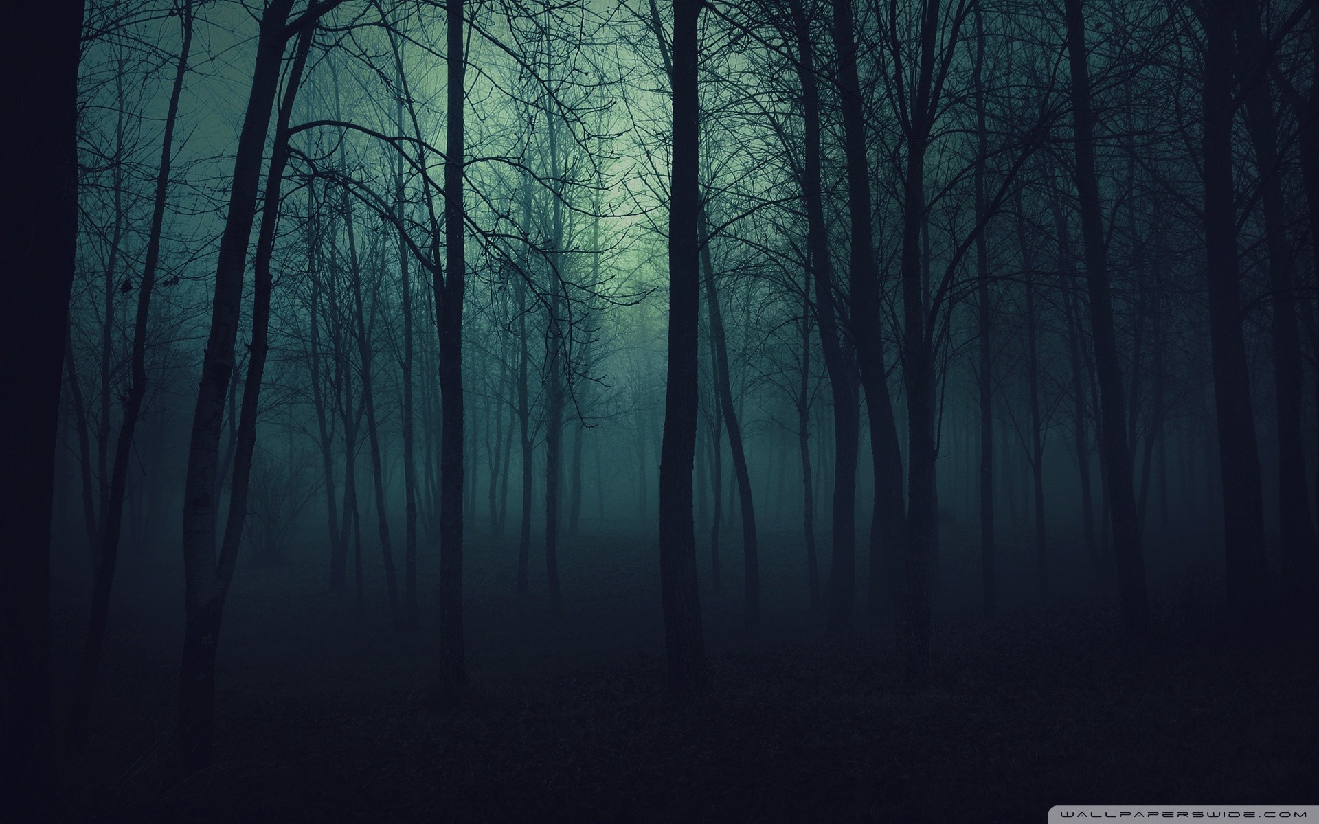Foresta oscura, Nebbia, Tronchi sottili, Blu scuro, 16:10 Full HD, sfondo widescreen