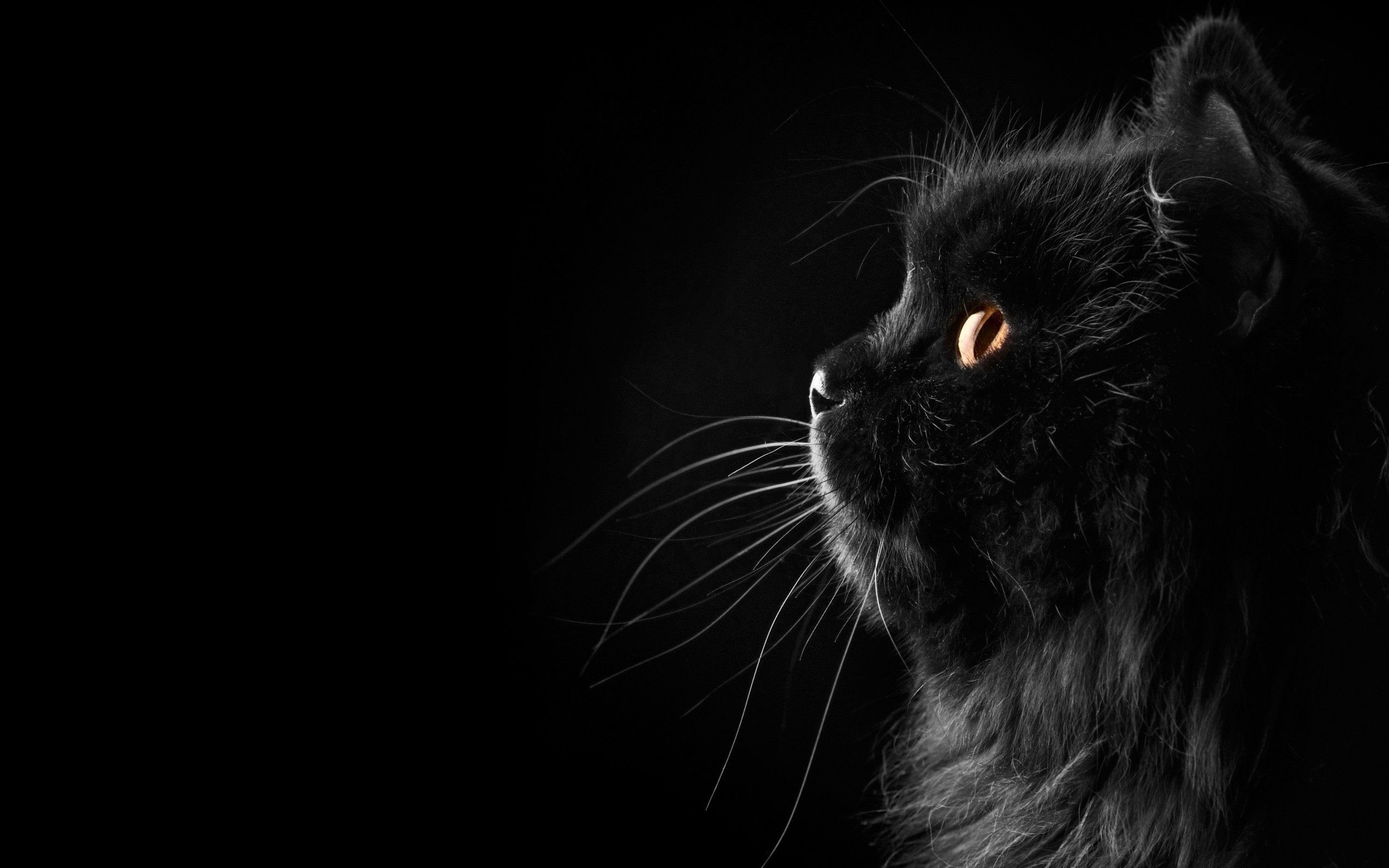 Gatto nero, Profilo, Sfondo nero, Baffi, 2560x1600, wallpaper desktop