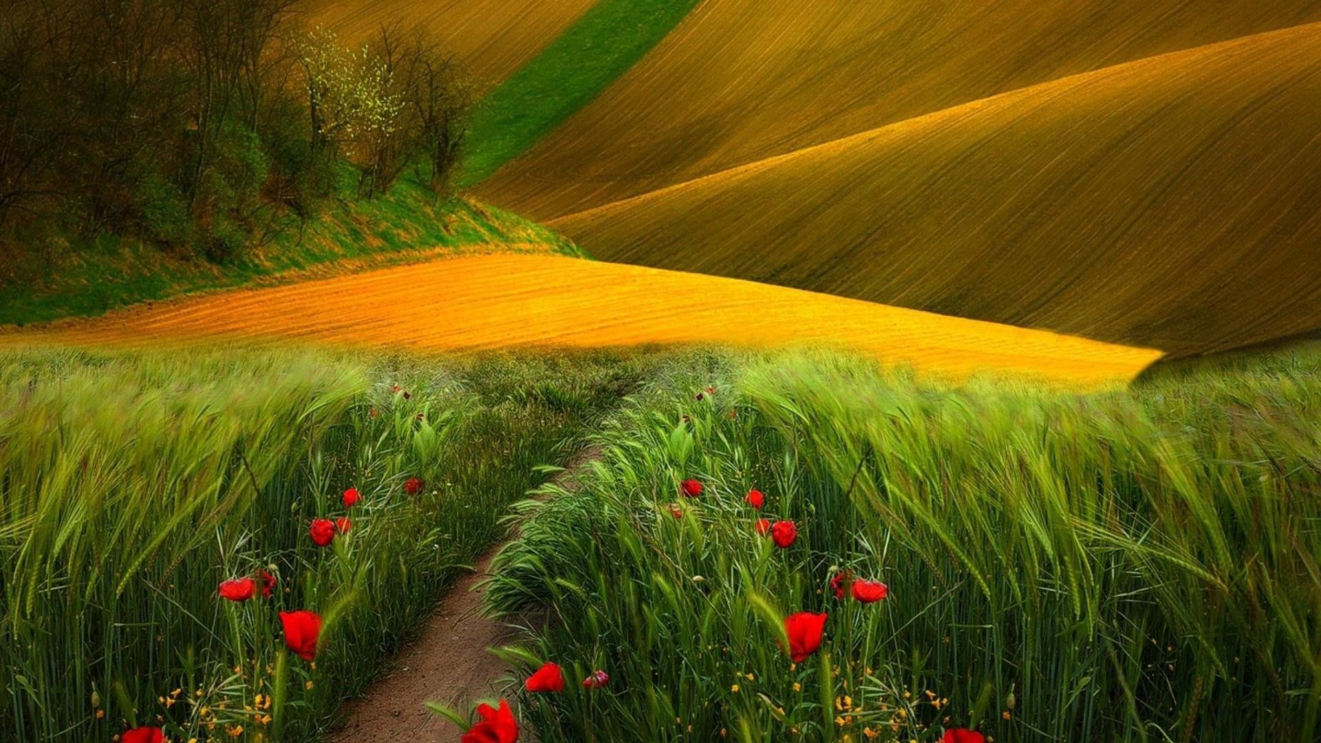 Campo di grano, Papaveri, Colline, Sentiero, Full HD, sfondo desktop