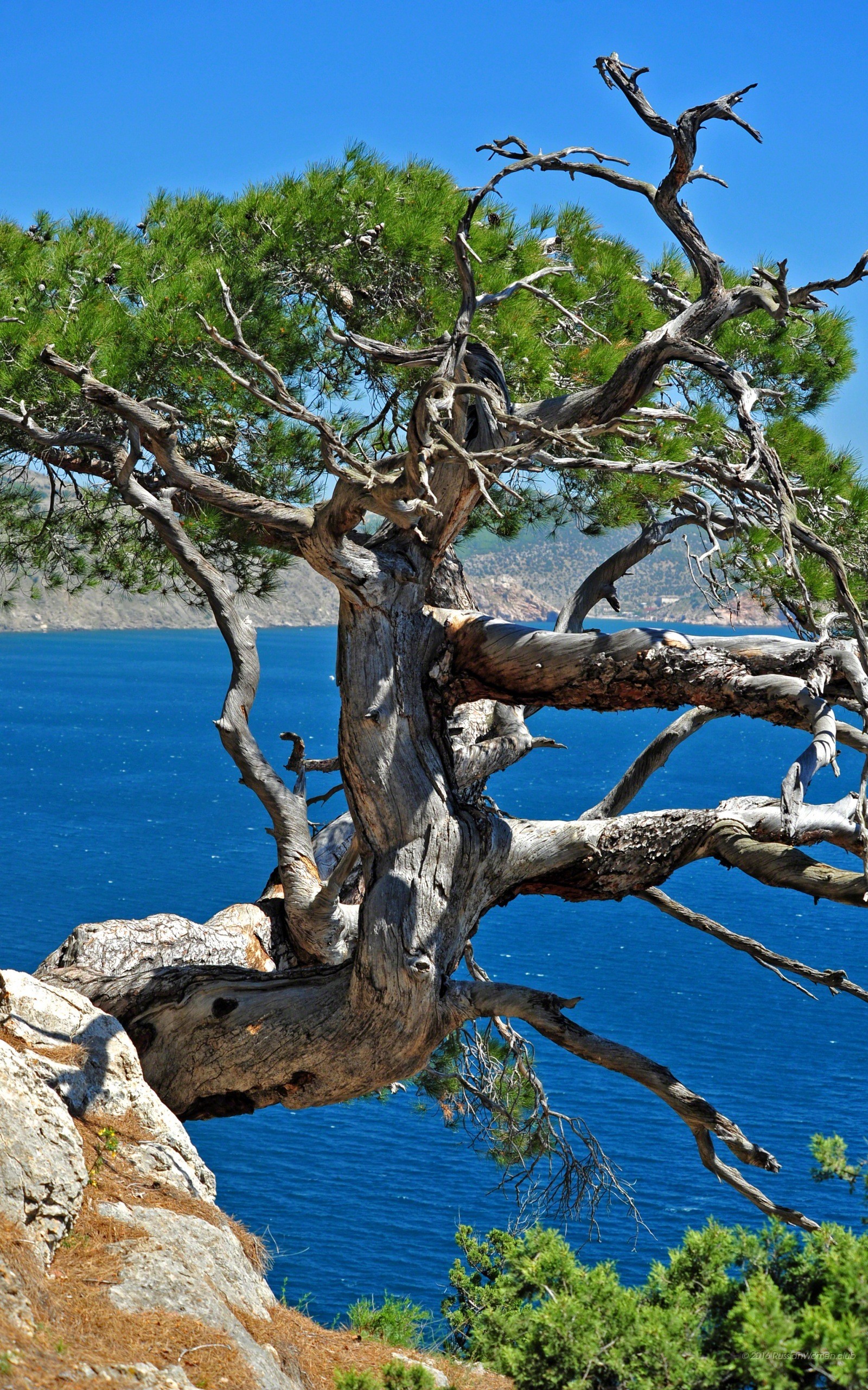 Pino, Mare, Scogliera, Albero contorto, Paesaggio, sfondo QHD+ per cellulare