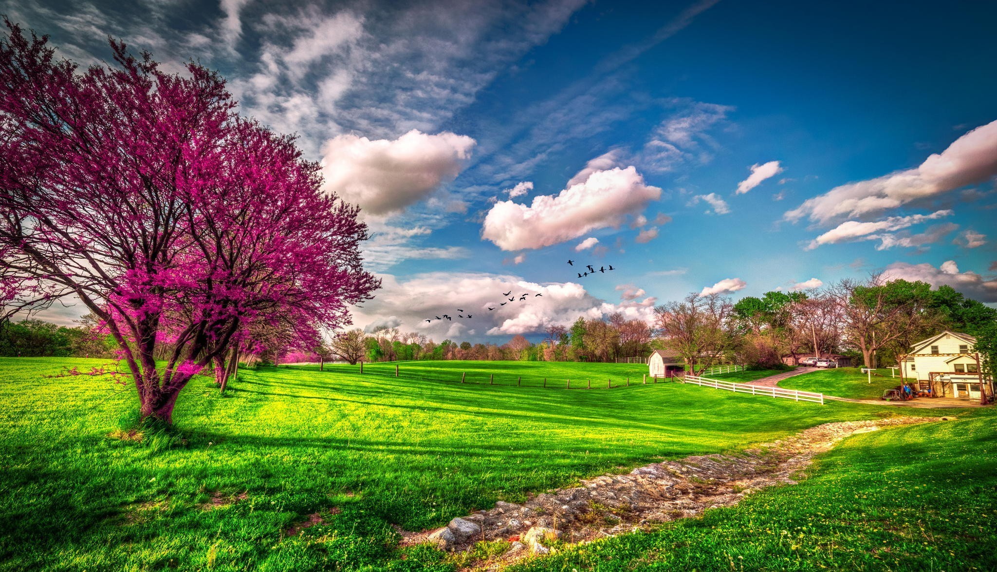 Albero in fiore, Prato verde, Cielo azzurro, Casa di campagna, HDR, sfondo Windows 11