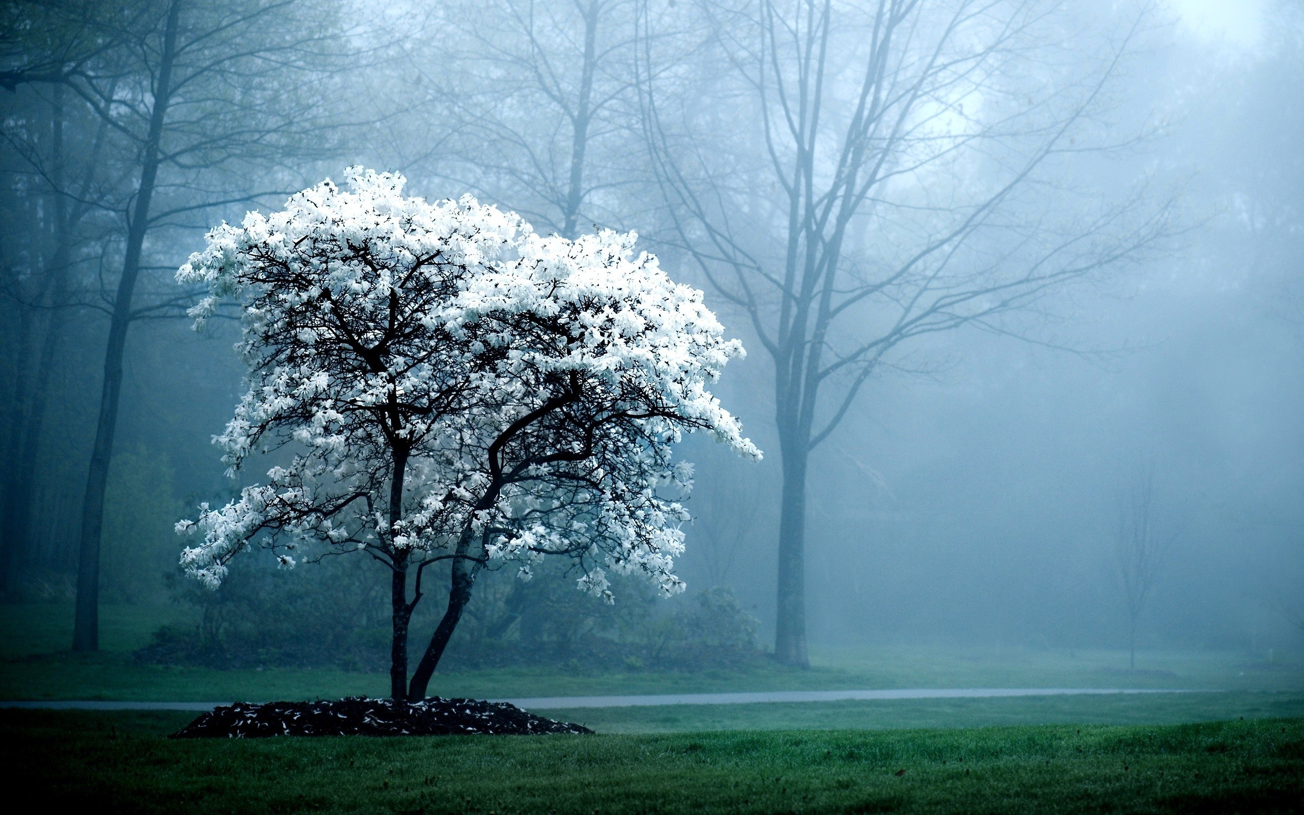 Albero in fiore, Nebbia, Parco, Fiori bianchi, 2K, sfondo desktop