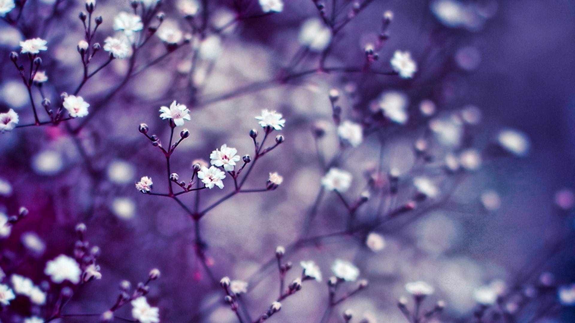Fiori bianchi, Rami, Bokeh, Viola, 16:9 Full HD, wallpaper widescreen