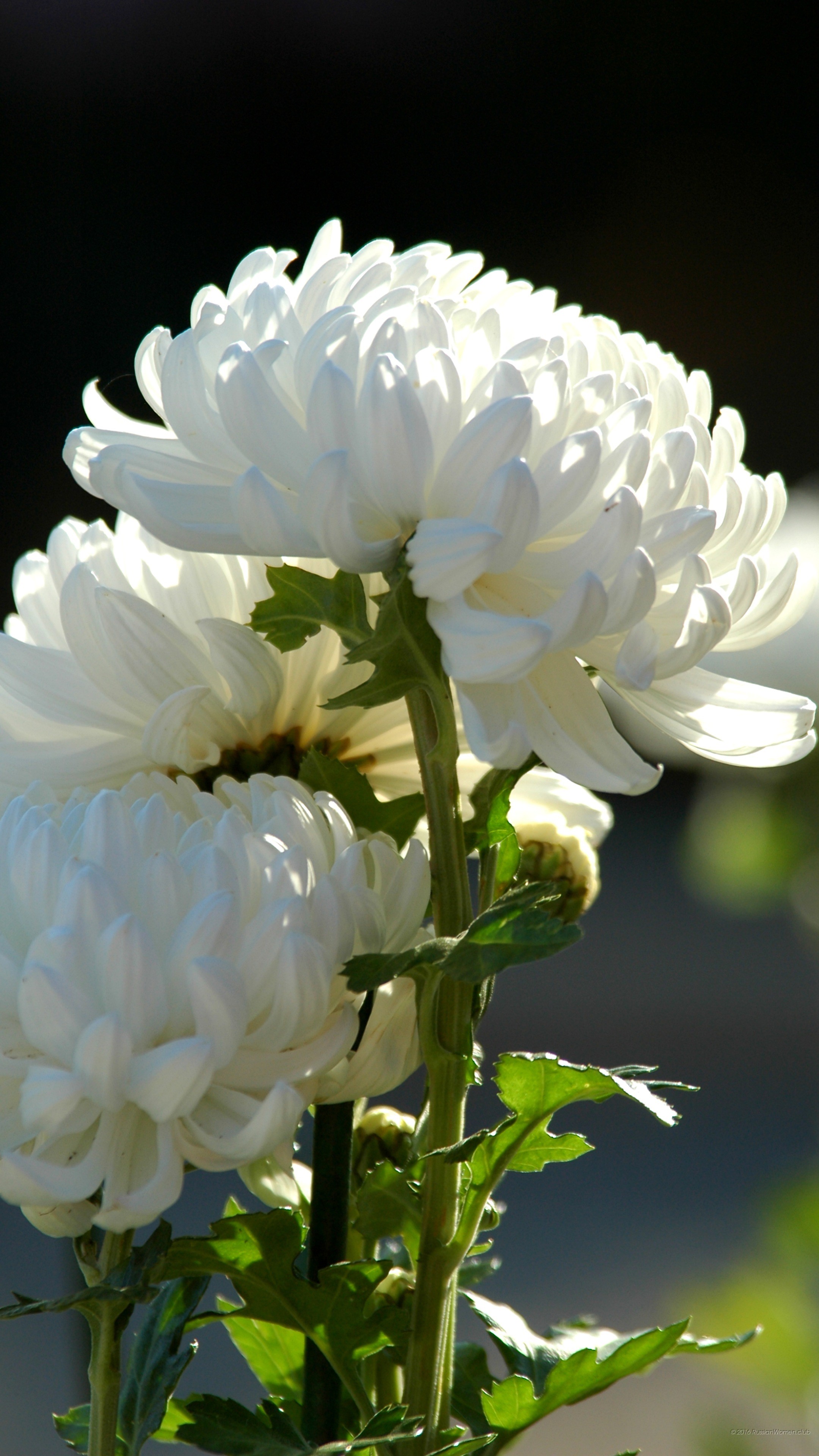 Crisantemi bianchi, Fiori, Natura, sfondo QHD+ per cellulare