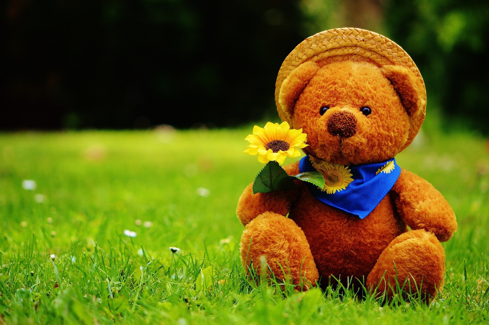 Orsacchiotto, Peluche, Girasole, Prato, Full HD, sfondo per PC e portatile