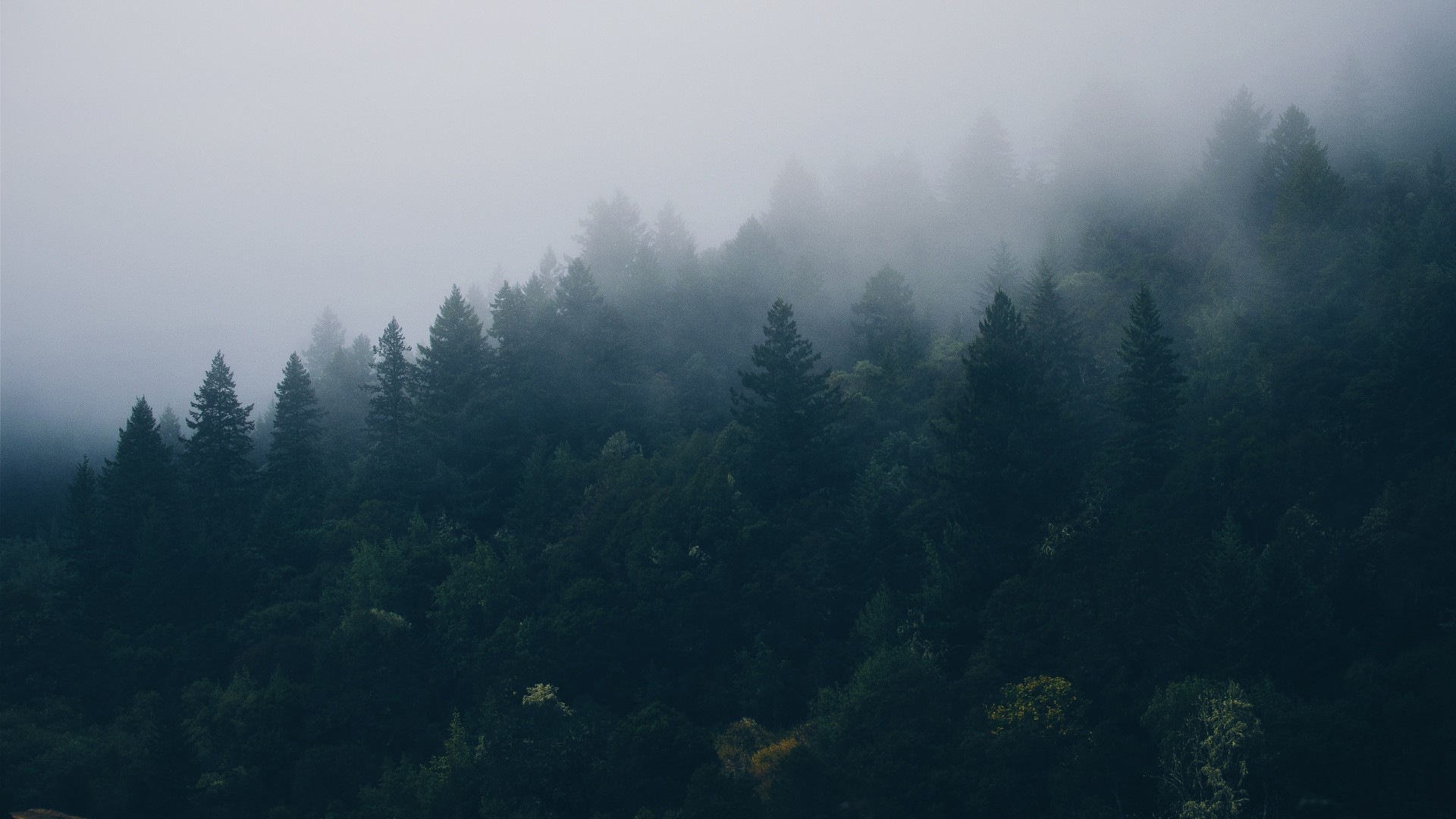 Foresta di conifere, Nebbia, Montagna, Atmosfera cupa, Full HD, sfondo per PC