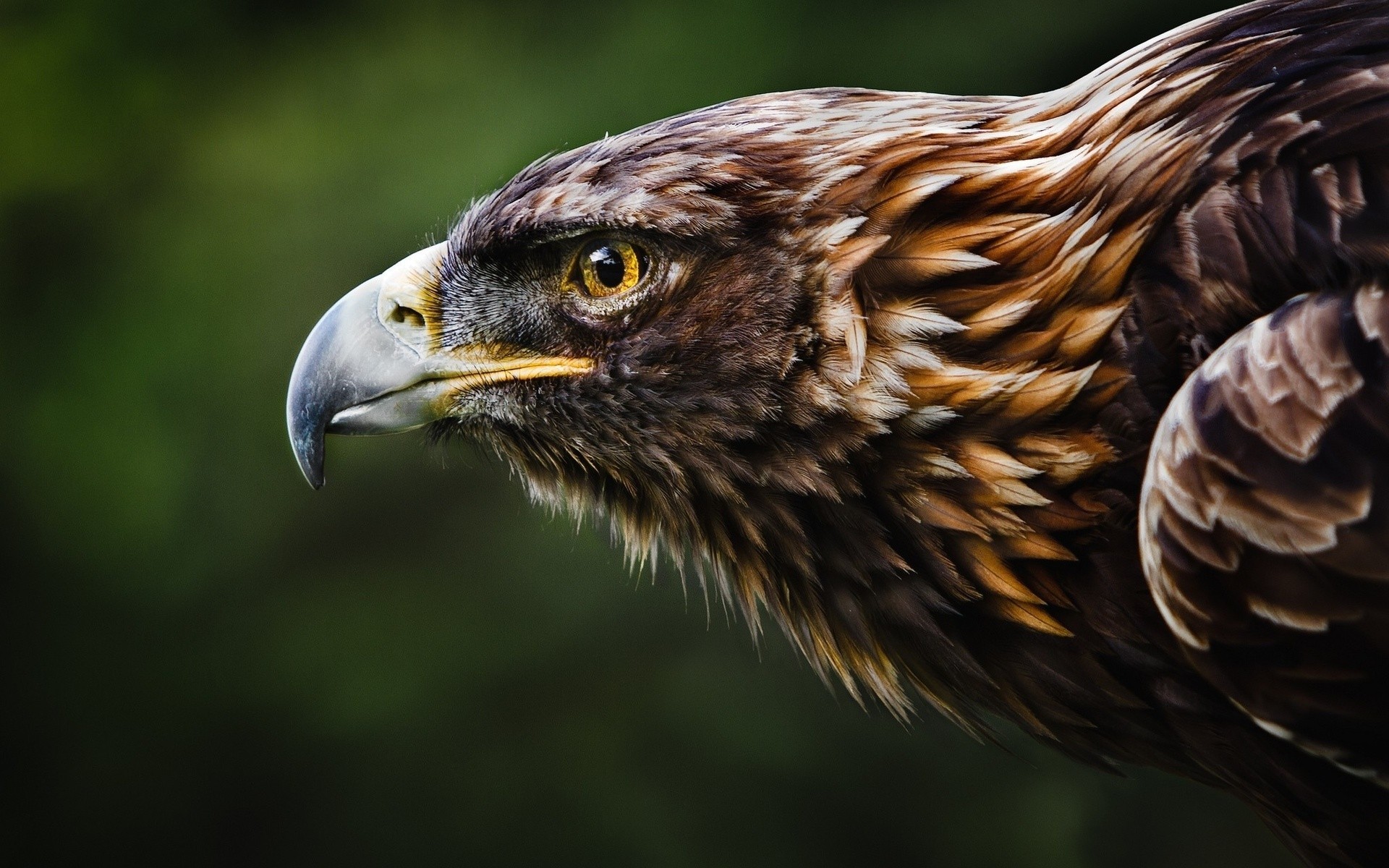 Aquila reale, Profilo, Primo piano, 1920x1200, immagine di sfondo