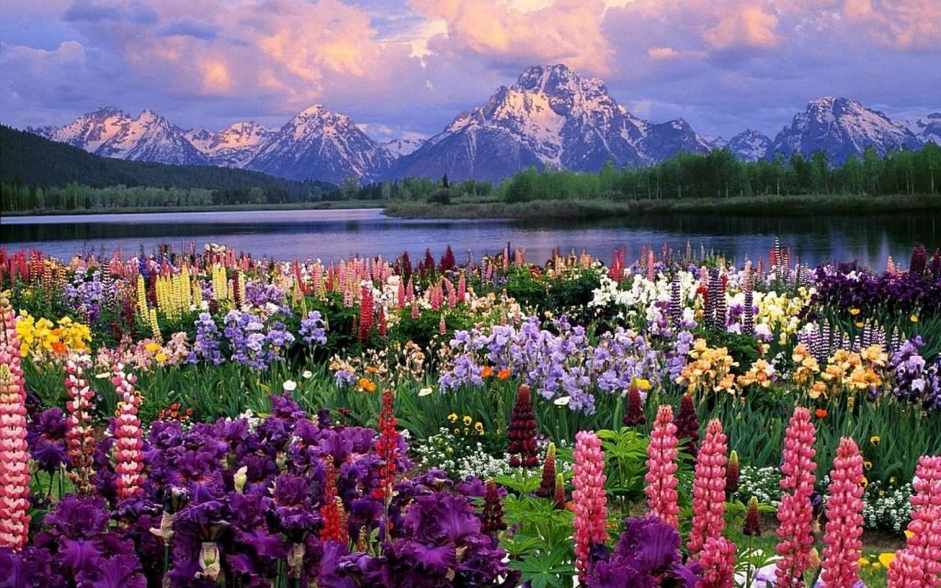 Lupini, Campo fiorito, Montagne innevate, Lago, Full HD, sfondo per PC