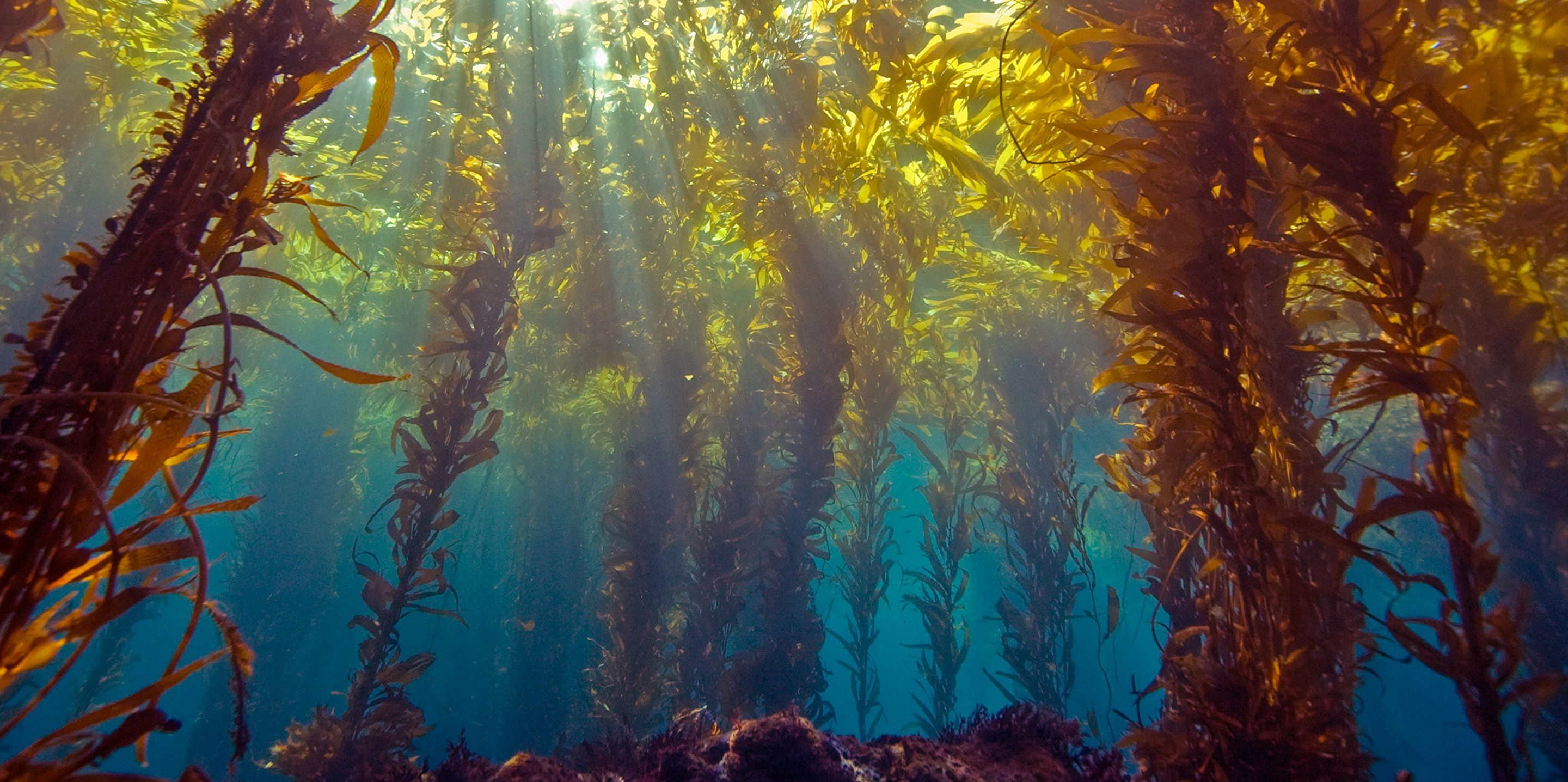 Foresta di kelp, Sott'acqua, Raggi di sole, Alghe, sfondo desktop MacBook