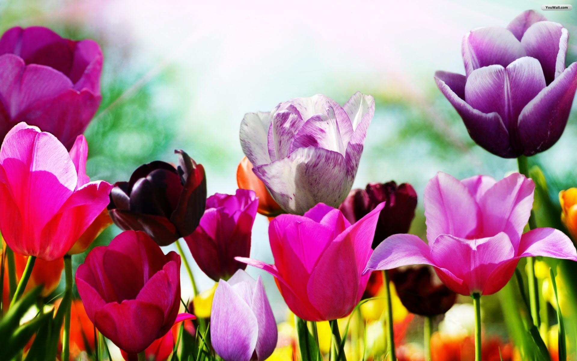 Tulipani, Rosa e viola, Fiori, Primavera, 1920x1200, immagine di sfondo