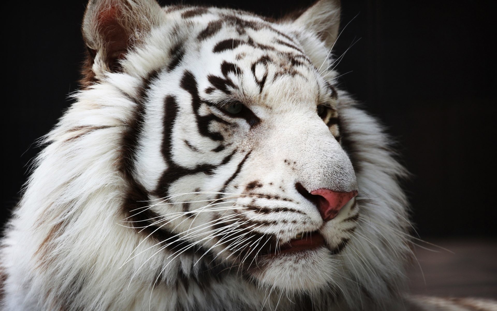 Tigre bianca, Primo piano, Sfondo nero, 16:10 Full HD, wallpaper widescreen