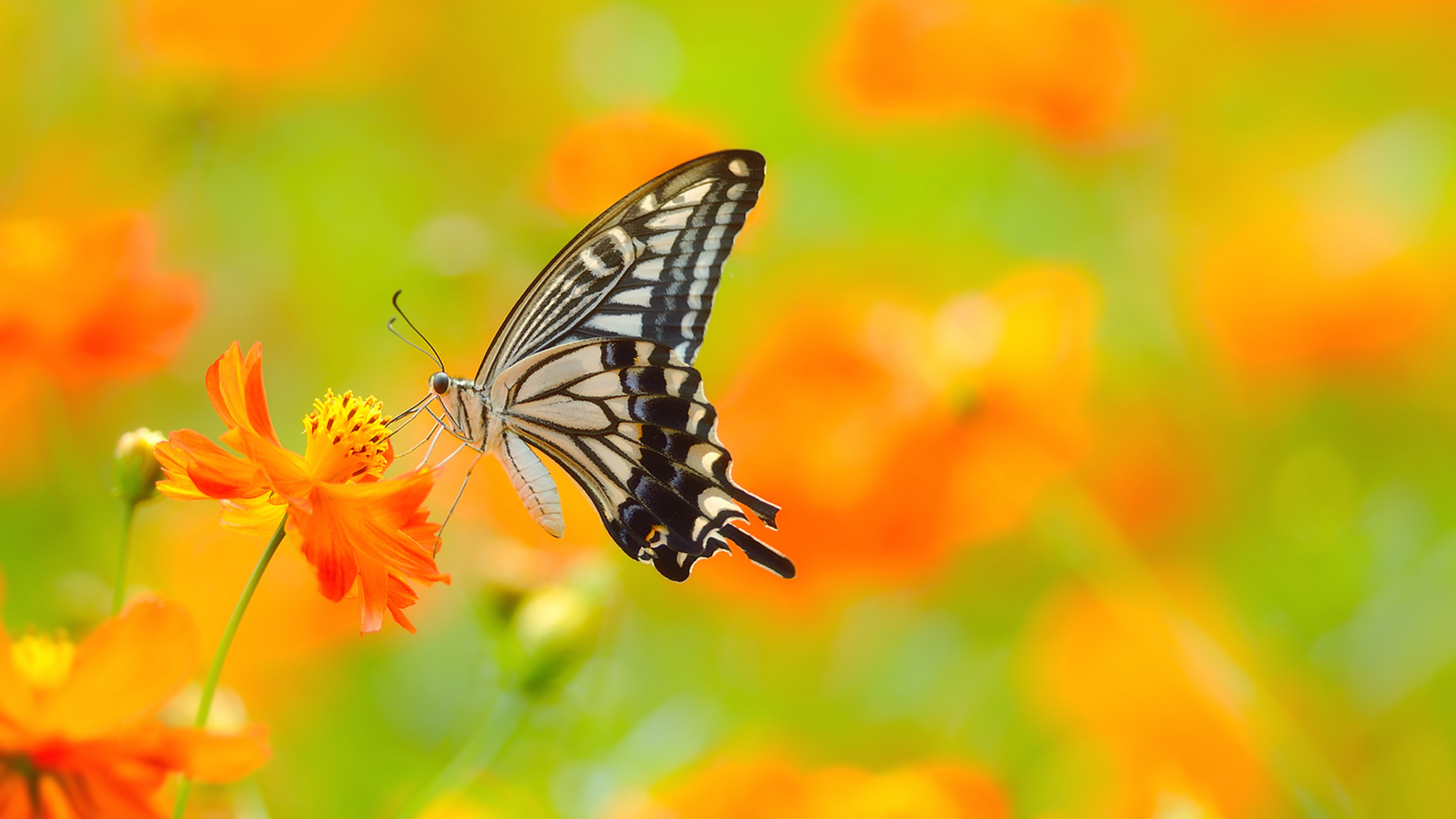 Macaone, Farfalla, Fiori arancioni, Bokeh, 4K, sfondo per PC