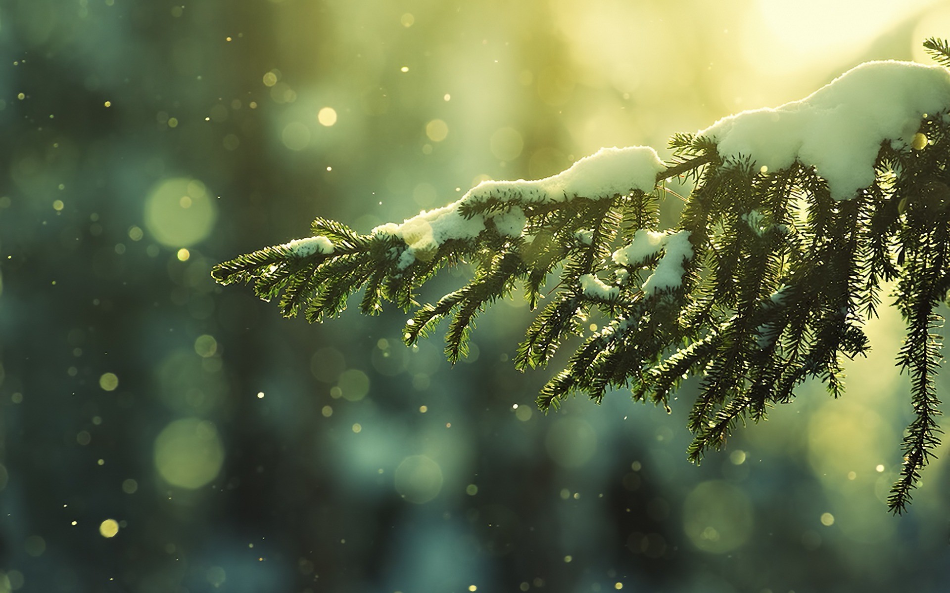 Ramo di abete, Neve, Bokeh, 16:10 Full HD, sfondo widescreen