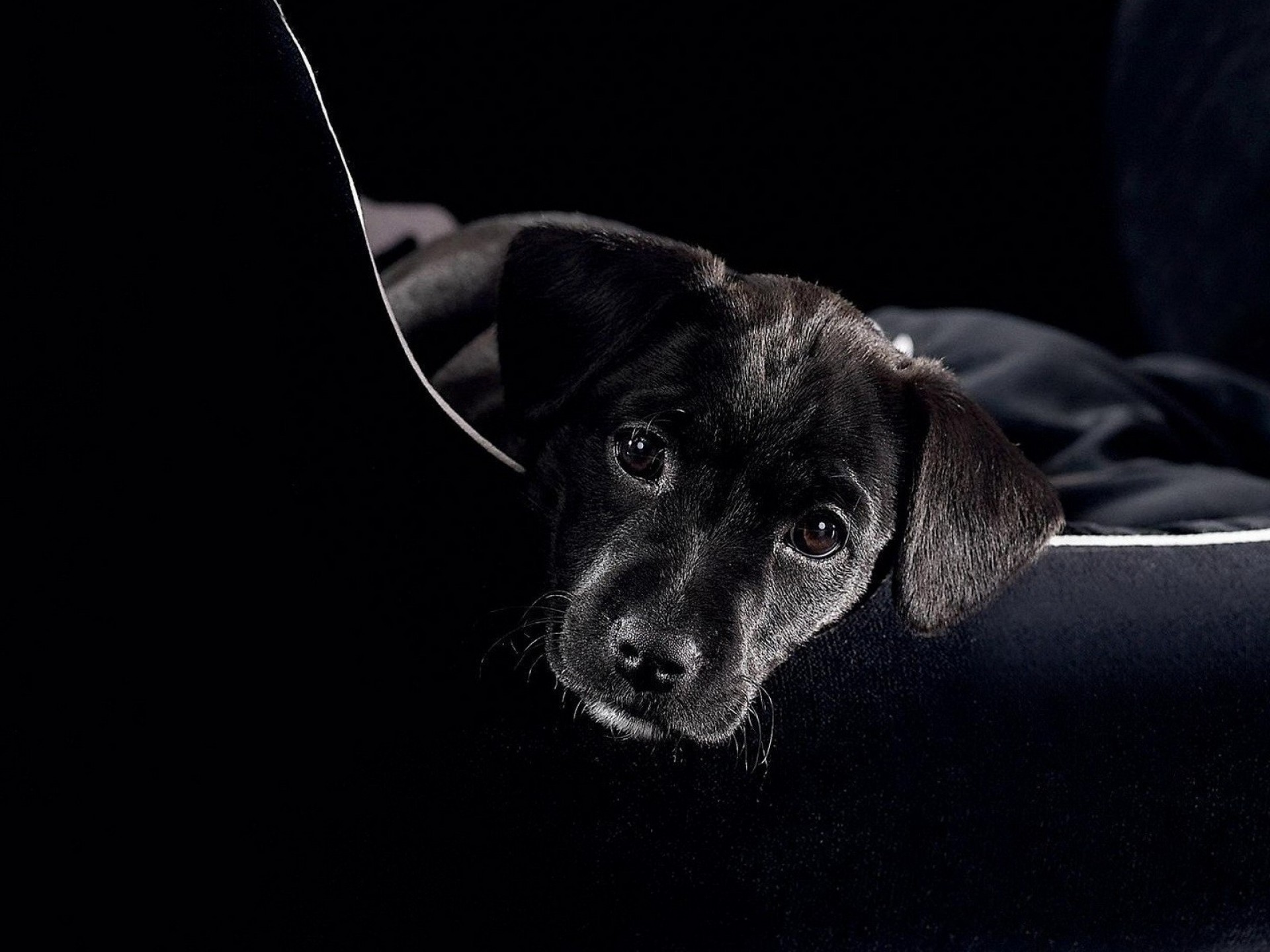 Cucciolo nero, Sguardo triste, Sfondo nero, Full HD, schermata di blocco iPad