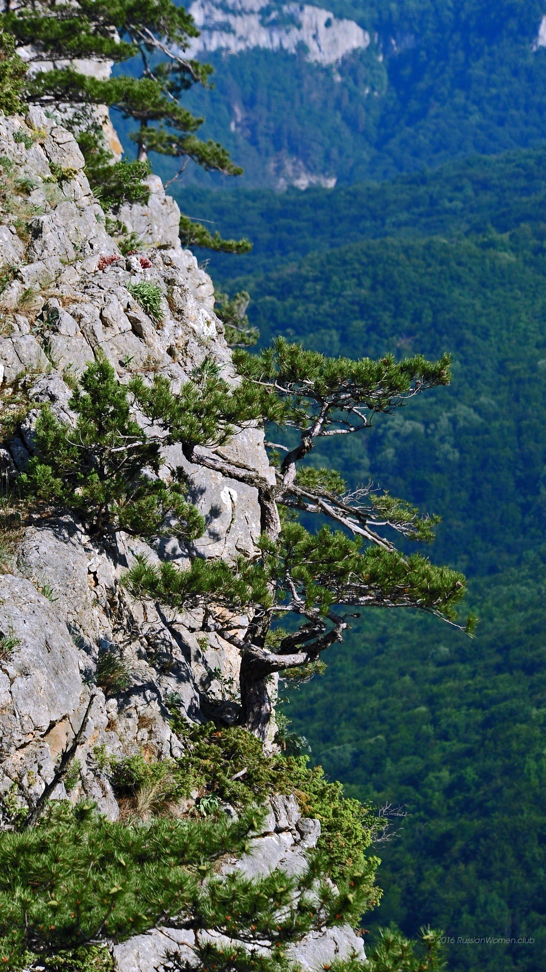 Scogliera, Pini, Montagne, Foresta, sfondo Android