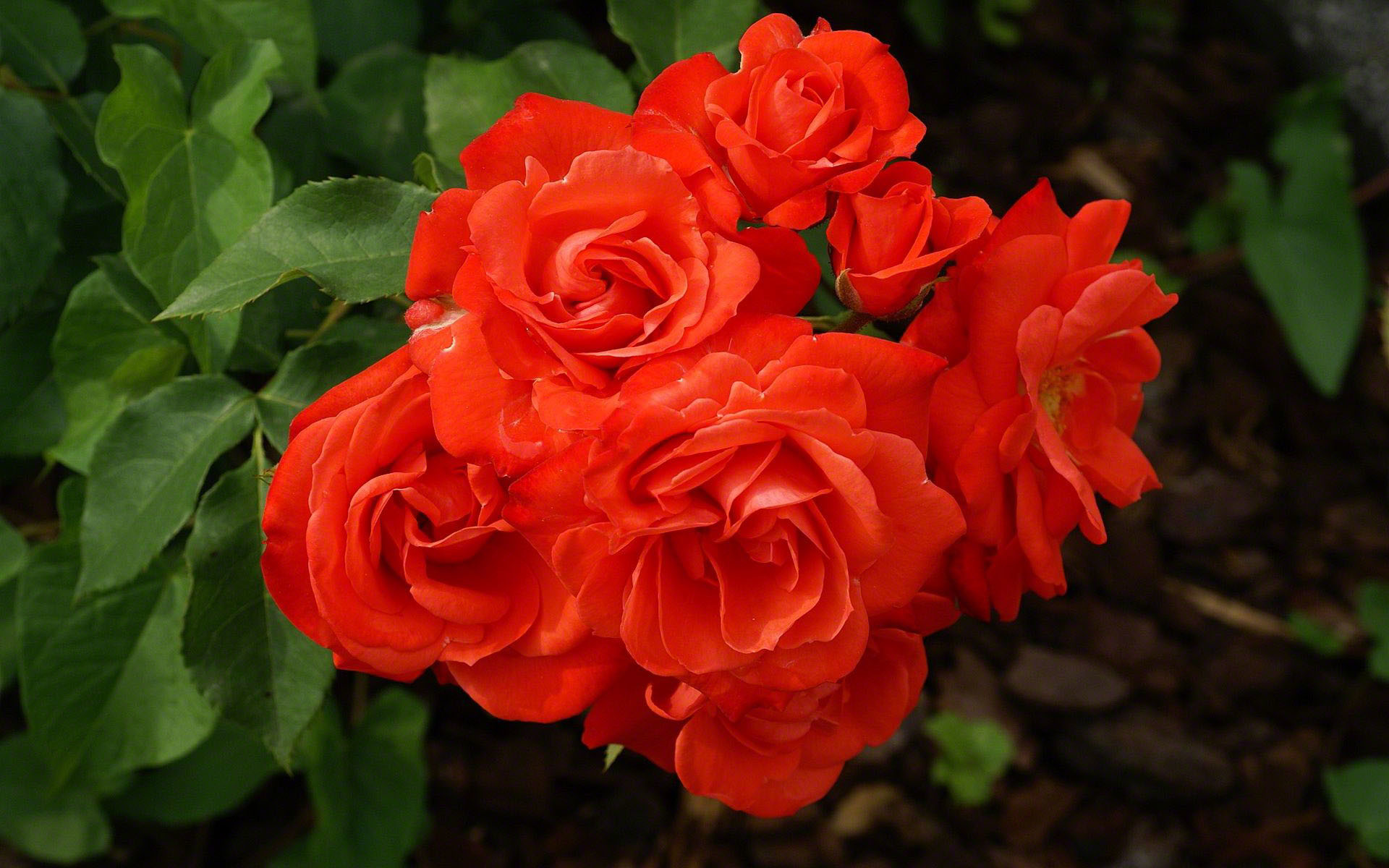 Rose arancioni, Cespuglio, Giardino, 16:10 Full HD, sfondo widescreen