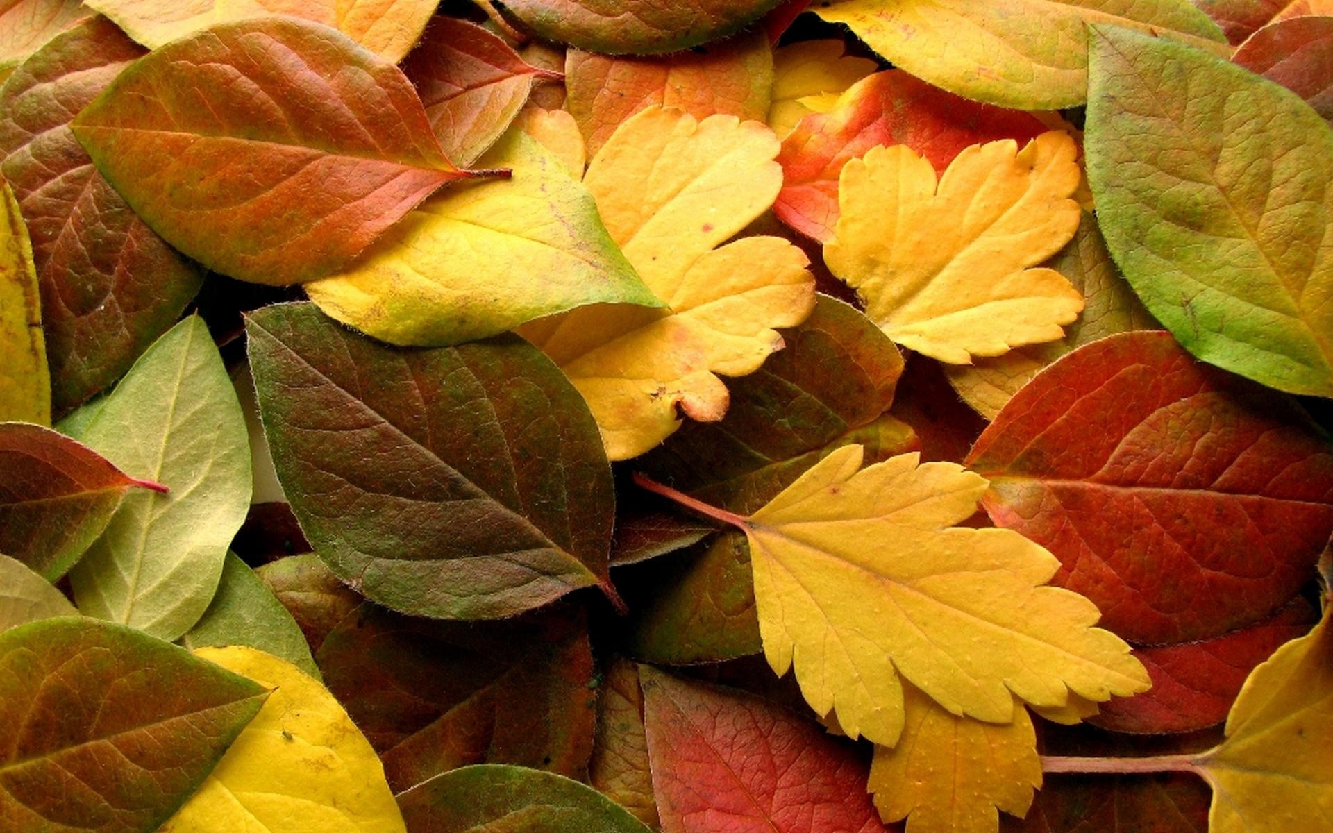 Foglie, Macro, Texture, Giallo, Full HD, sfondo per portatile