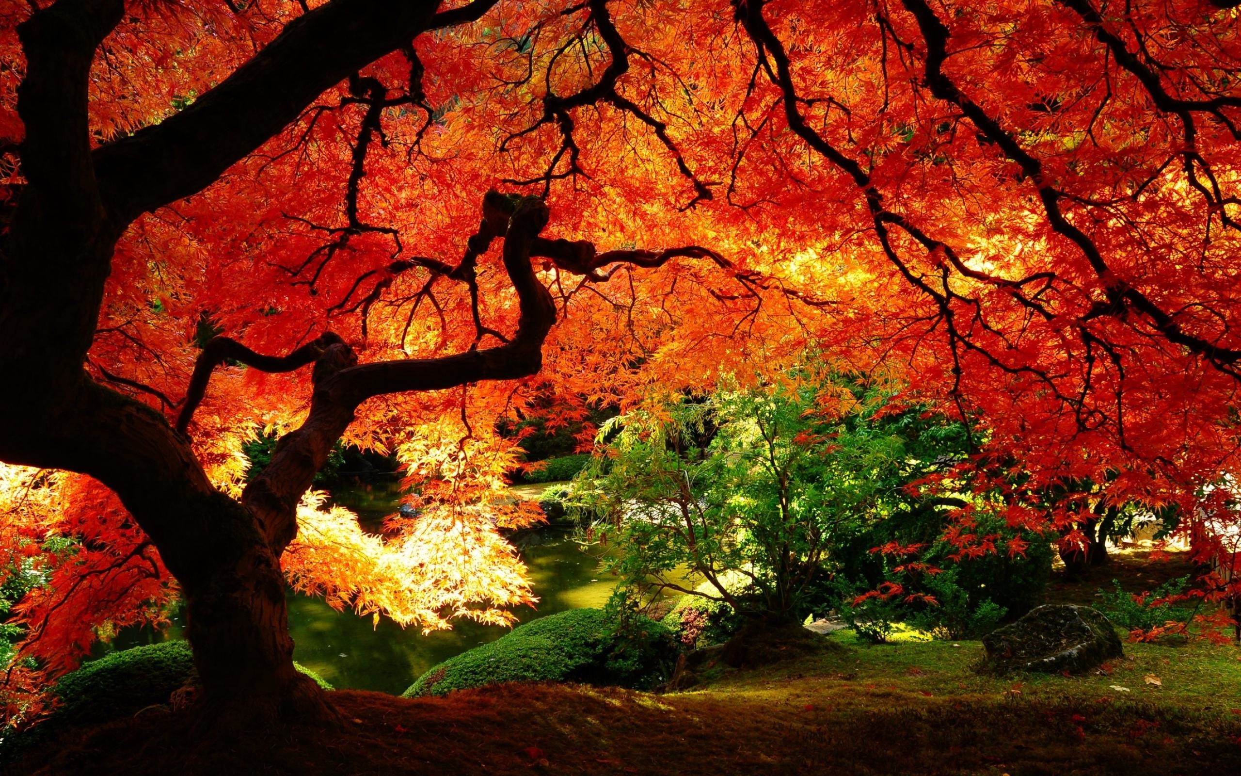 Acero giapponese, Foglie rosse, Autunno, Giardino, Rami, 2K, sfondo per PC