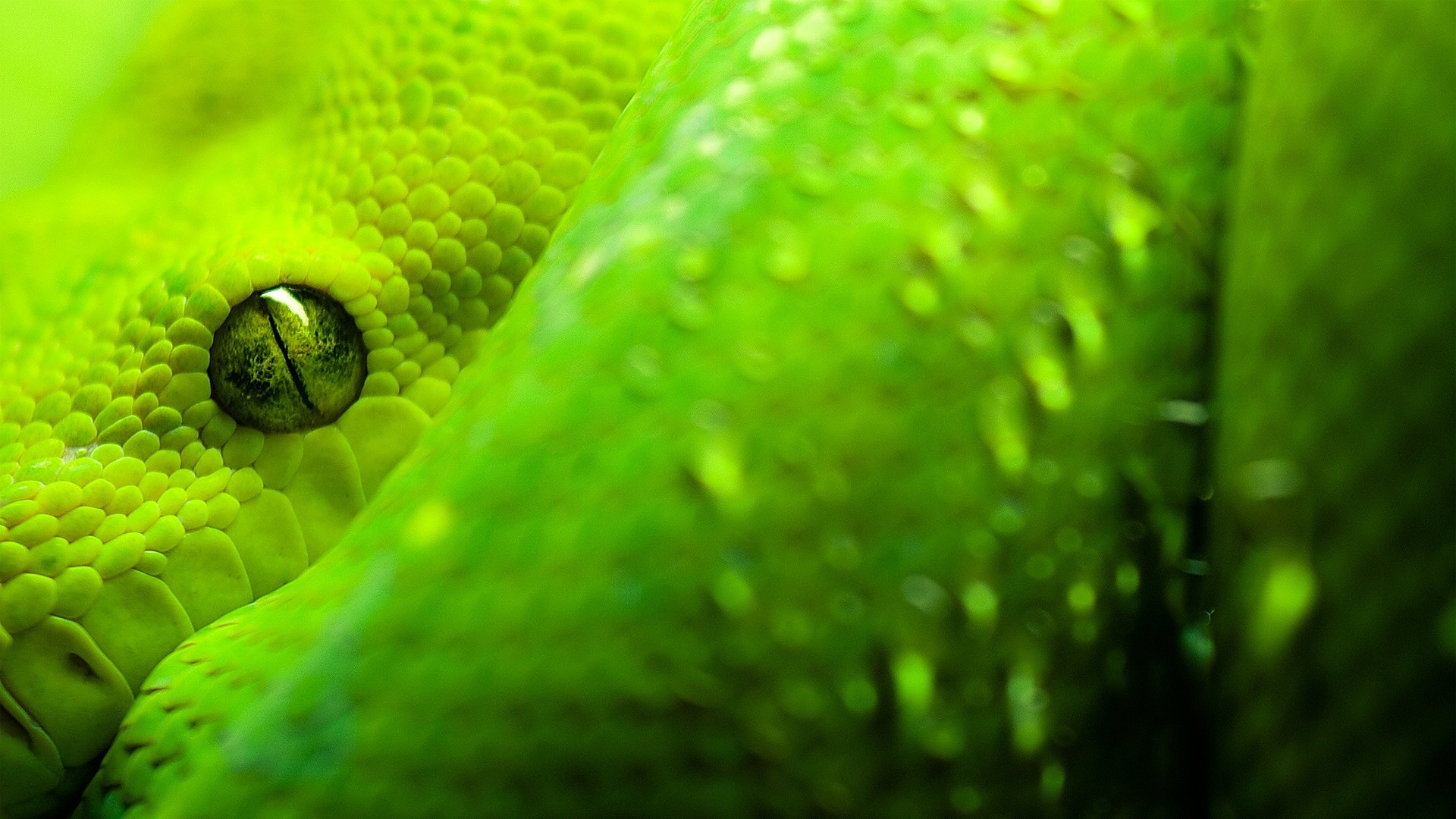 Pitone verde arboricolo, Occhio, Verde, Macro, Full HD, sfondo per portatile