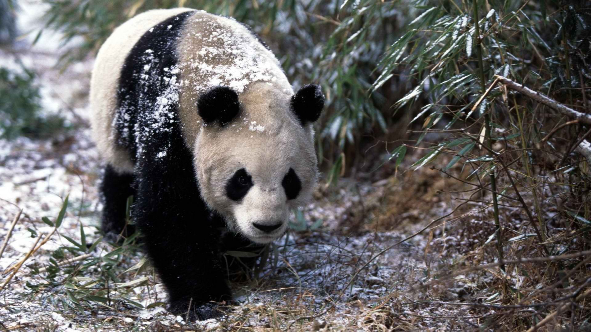 Panda gigante, Neve, Inverno, 1920x1080, wallpaper desktop
