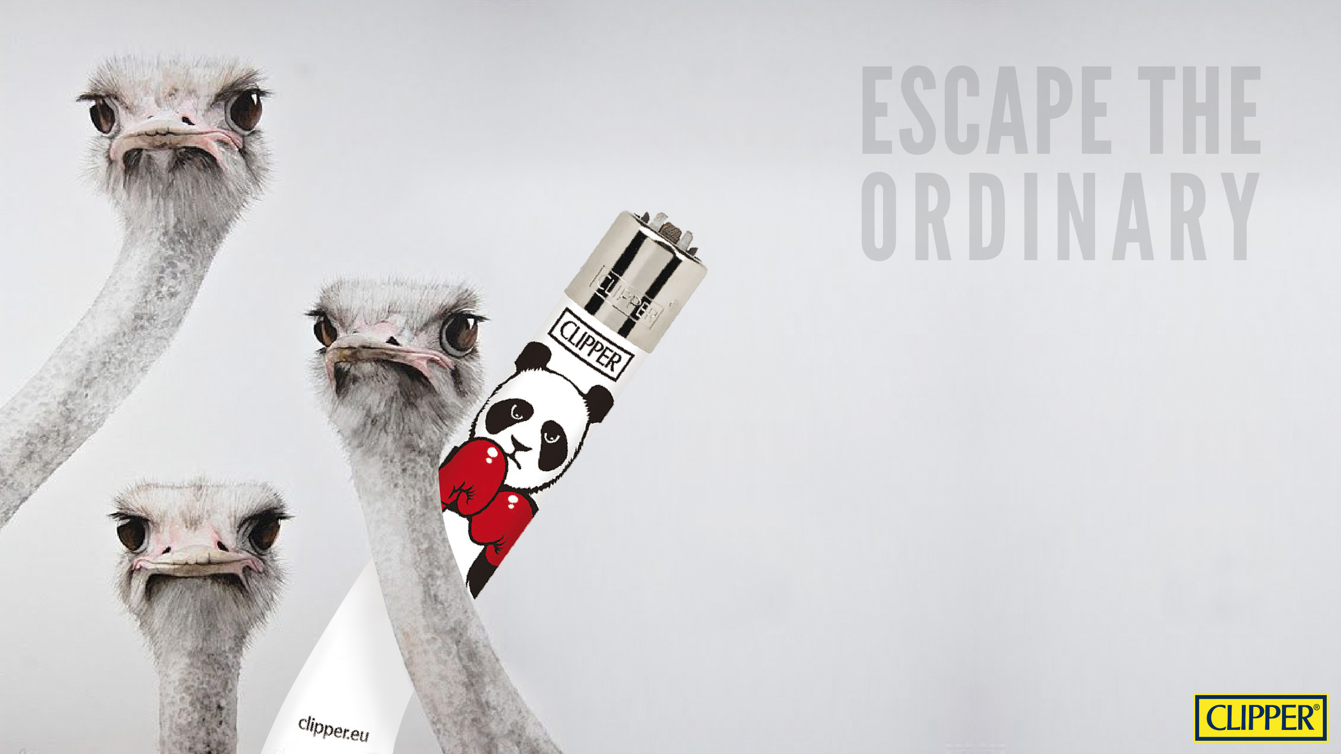 Struzzi, Clipper, Escape the Ordinary, Accendino, 2K, sfondo per PC e portatile