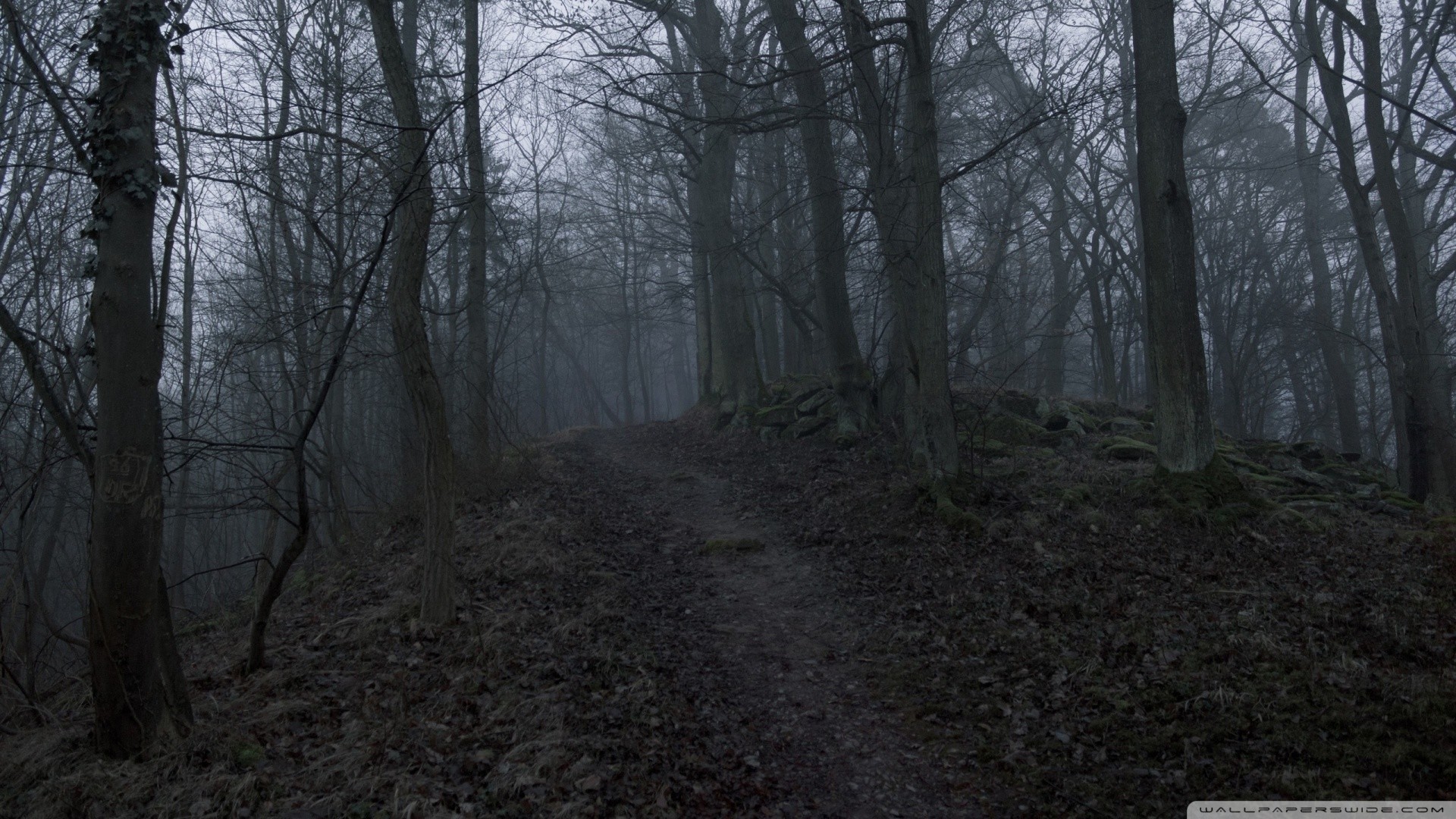 Sentiero nel bosco, Nebbia, Alberi spogli, Inverno, 16:9 Full HD, sfondo widescreen