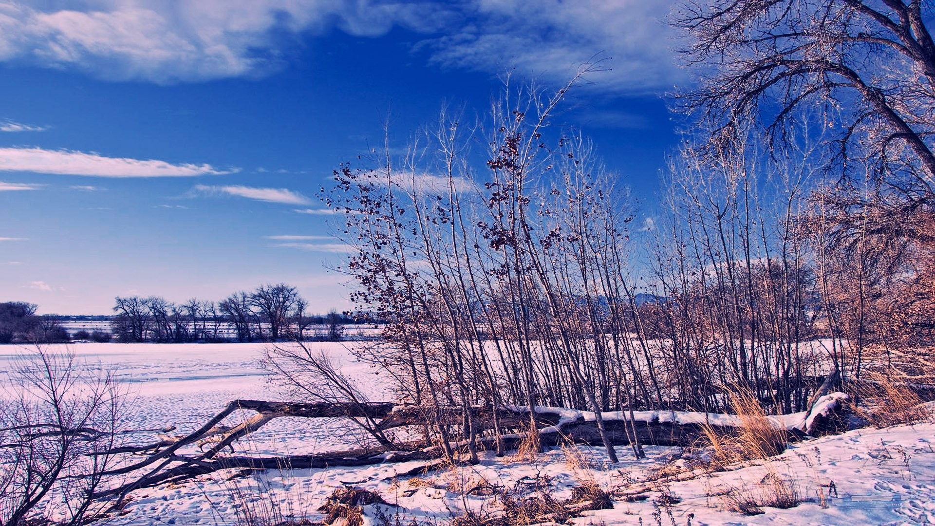 Lago ghiacciato, Alberi spogli, Neve, Cielo blu, 1920x1080, immagine di sfondo