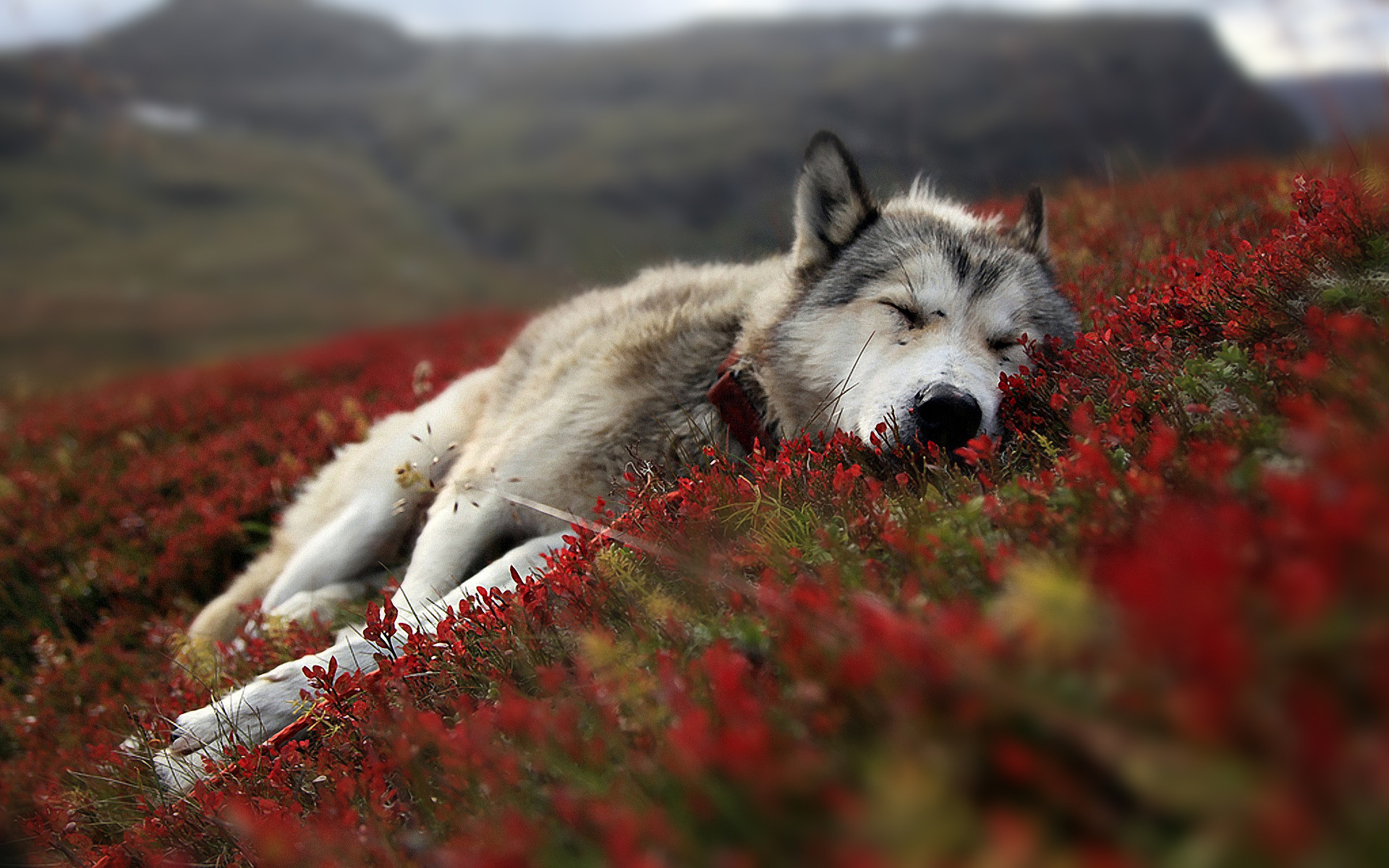 Lupo, Riposo, Prato rosso, Natura, 16:10 Full HD, sfondo widescreen
