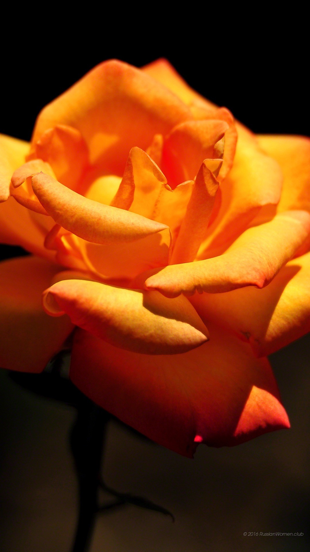 Rosa arancione, Fiore, Sfondo nero, Macro, schermata di blocco Asus Zenfone 3