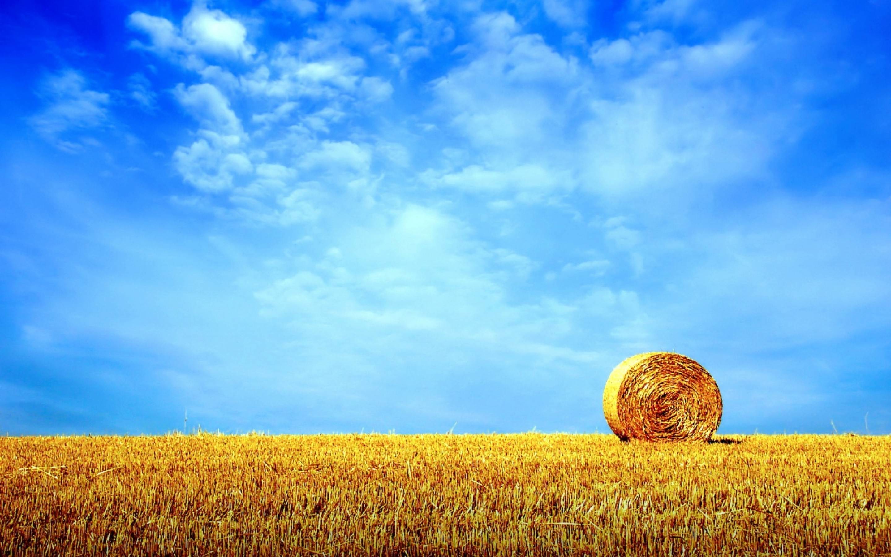 Balla di fieno, Campo di grano, Cielo azzurro, Estate, 2K, sfondo per PC