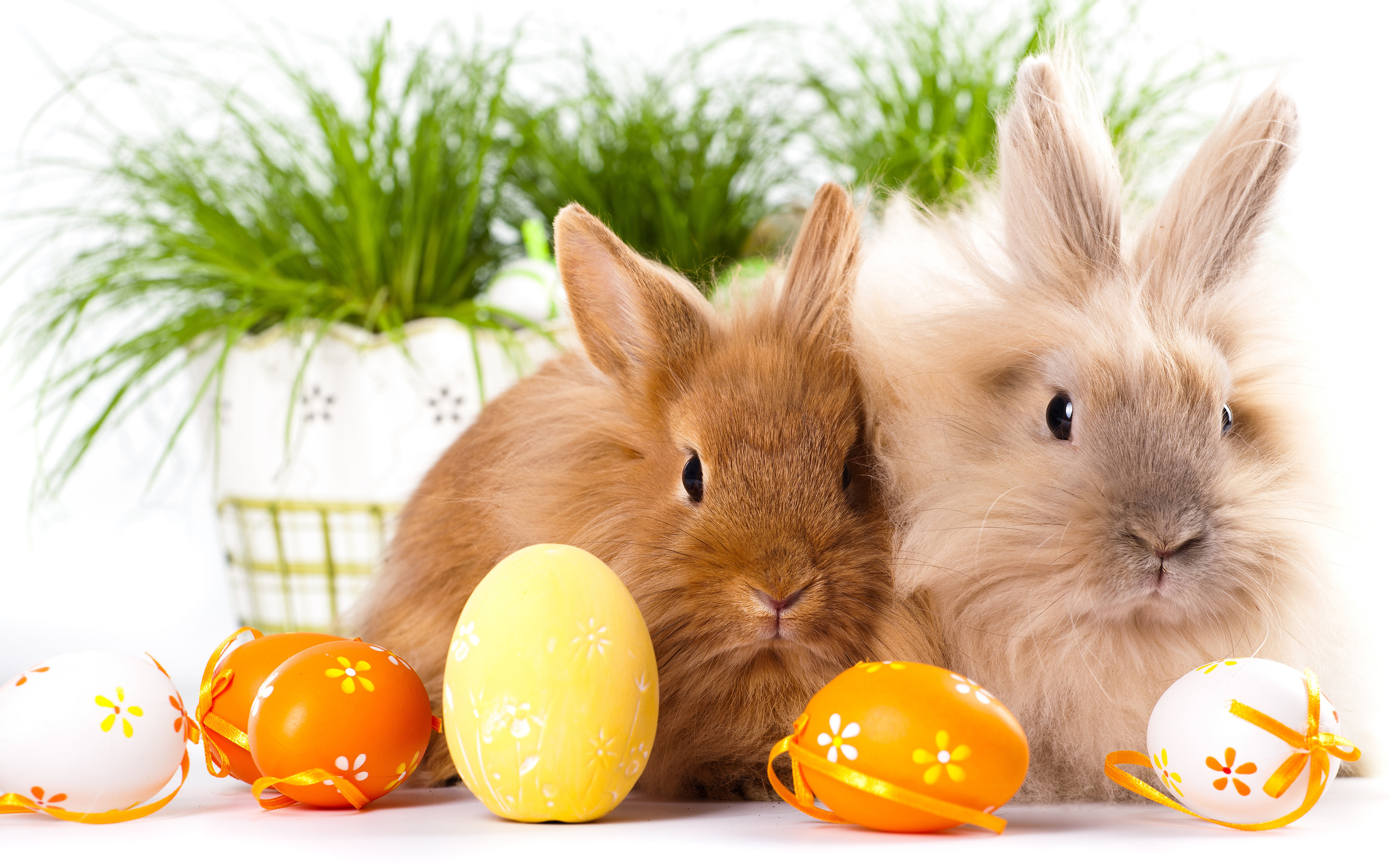 Conigli, Coniglietti, Uova di Pasqua, Sfondo bianco, 2K, wallpaper per PC