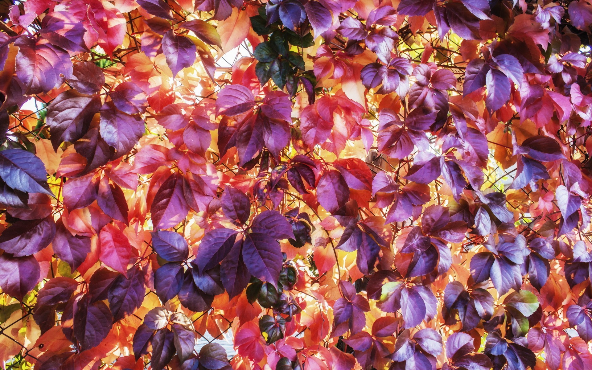 Vite americana, Foglie viola, Foglie rosse, Texture, Full HD, sfondo per il tuo desktop
