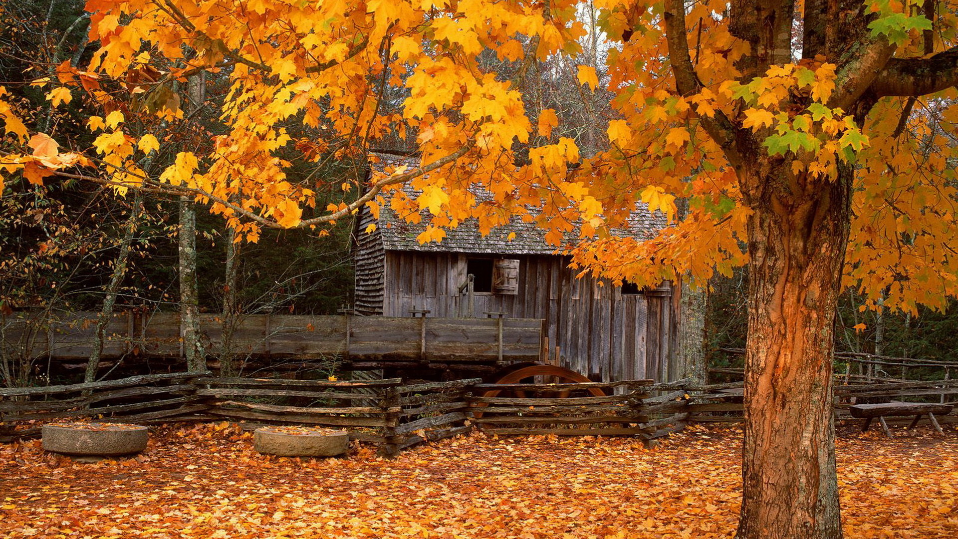 Capanna di legno, Acero, Foglie gialle, 16:9 Full HD, wallpaper widescreen
