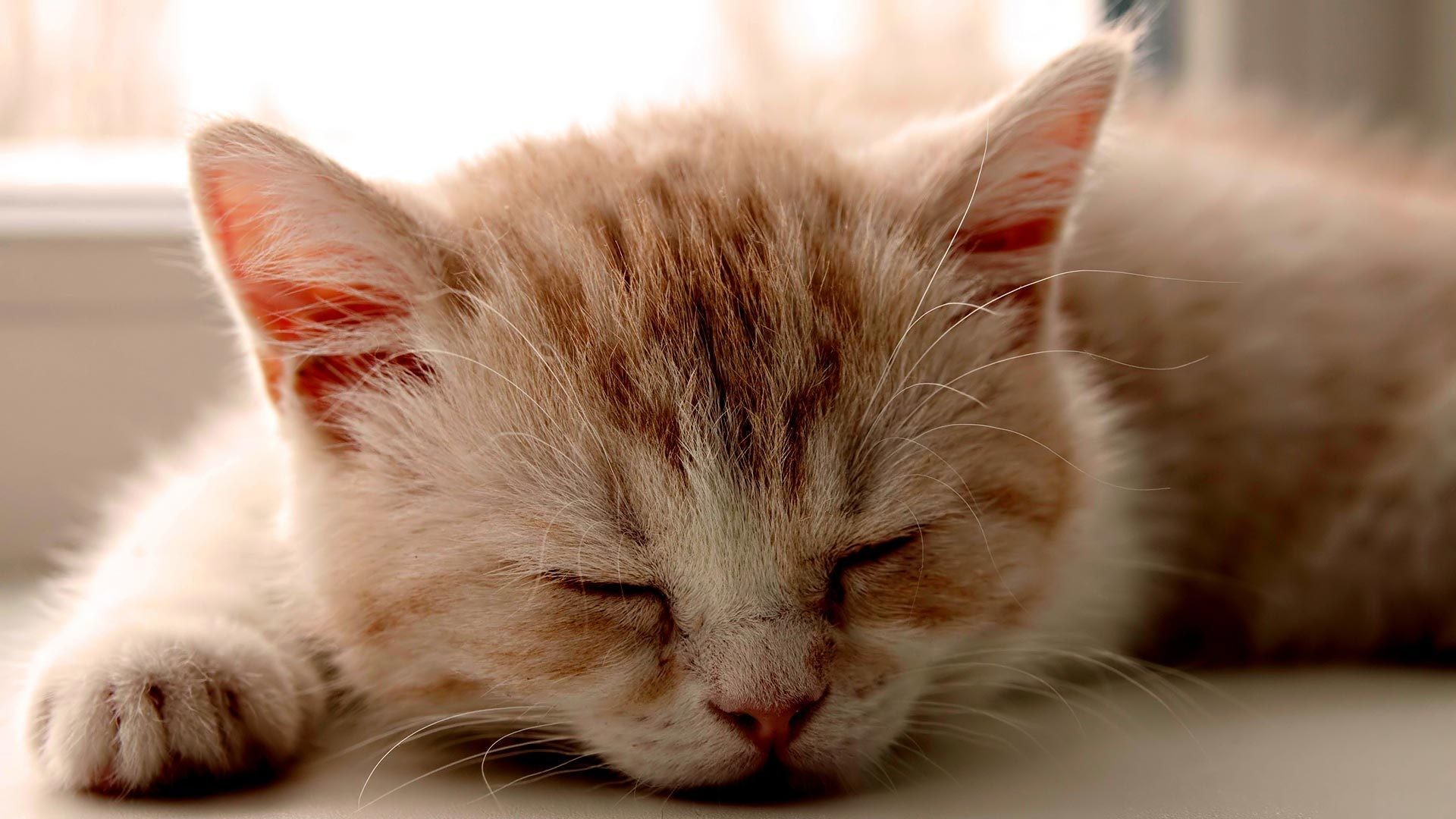 Gattino, Gatto rosso, Sonno, Animali teneri, 1920x1080, immagine di sfondo