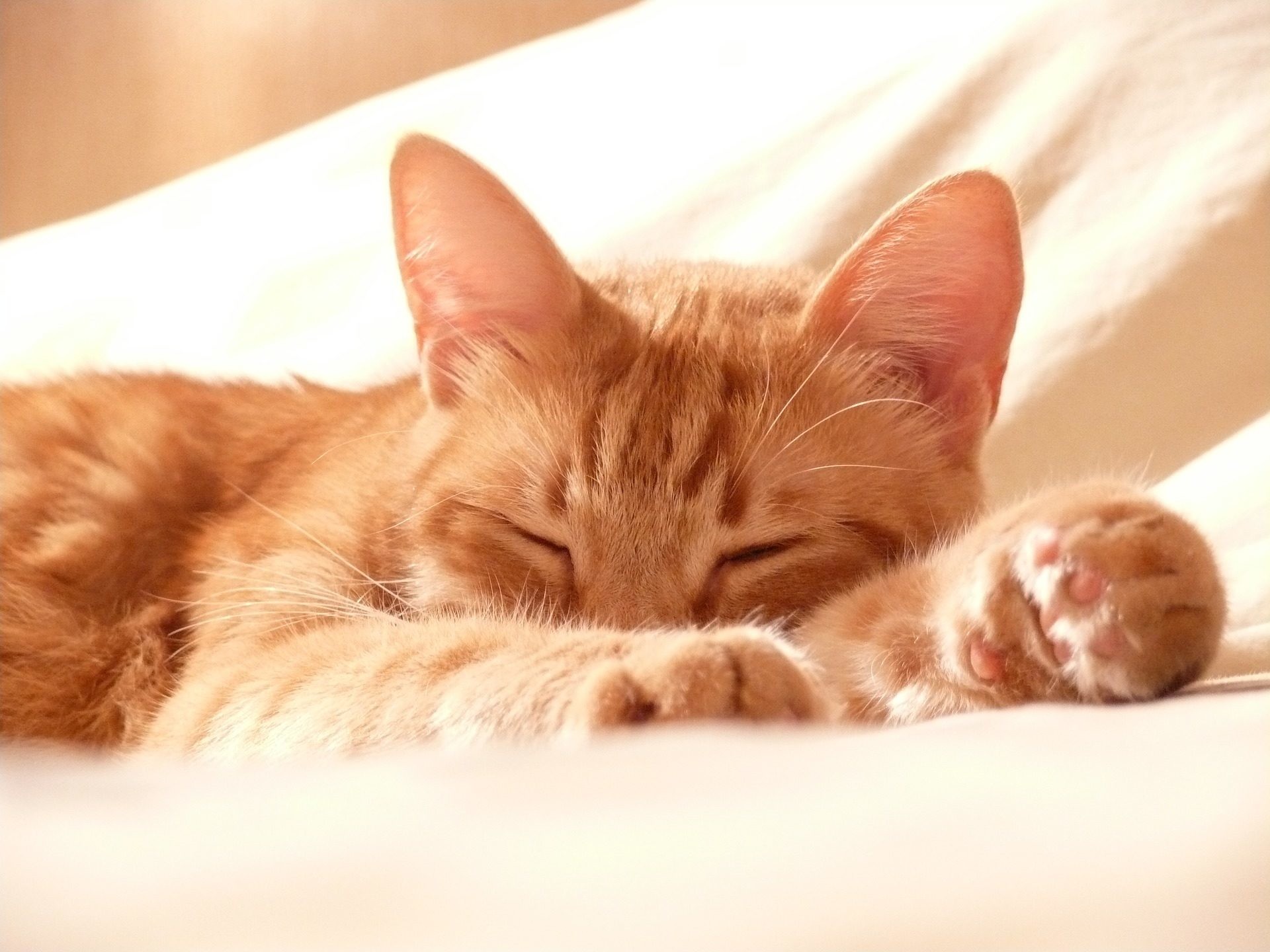 Gatto rosso, Sonno, Letto, Full HD, sfondo per iPad e tablet